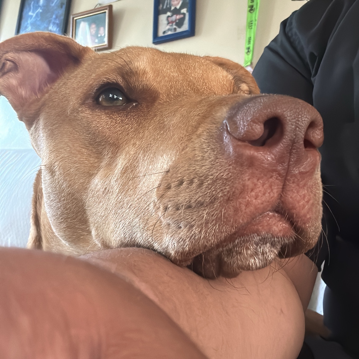 Odie