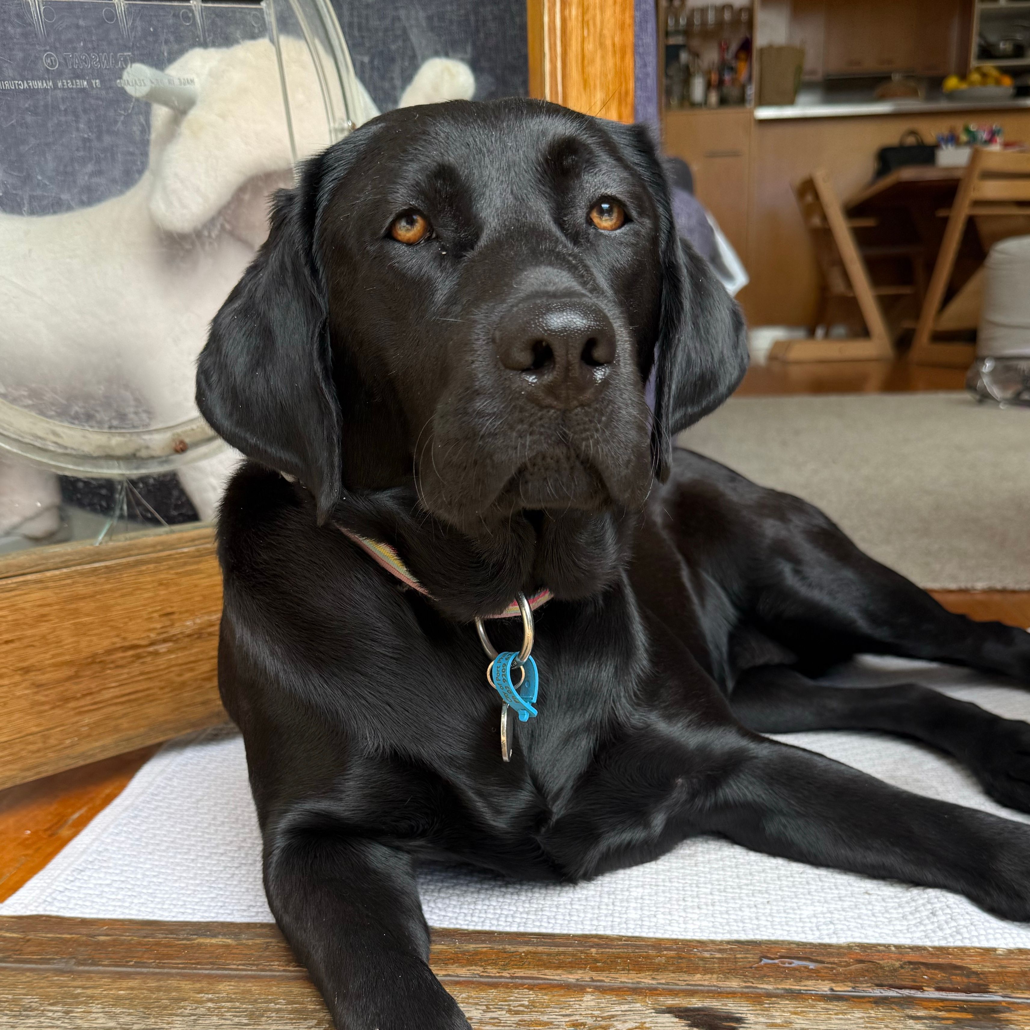 Latte - Seeing Eye Dog (Fostering & Training on Breeding Program)