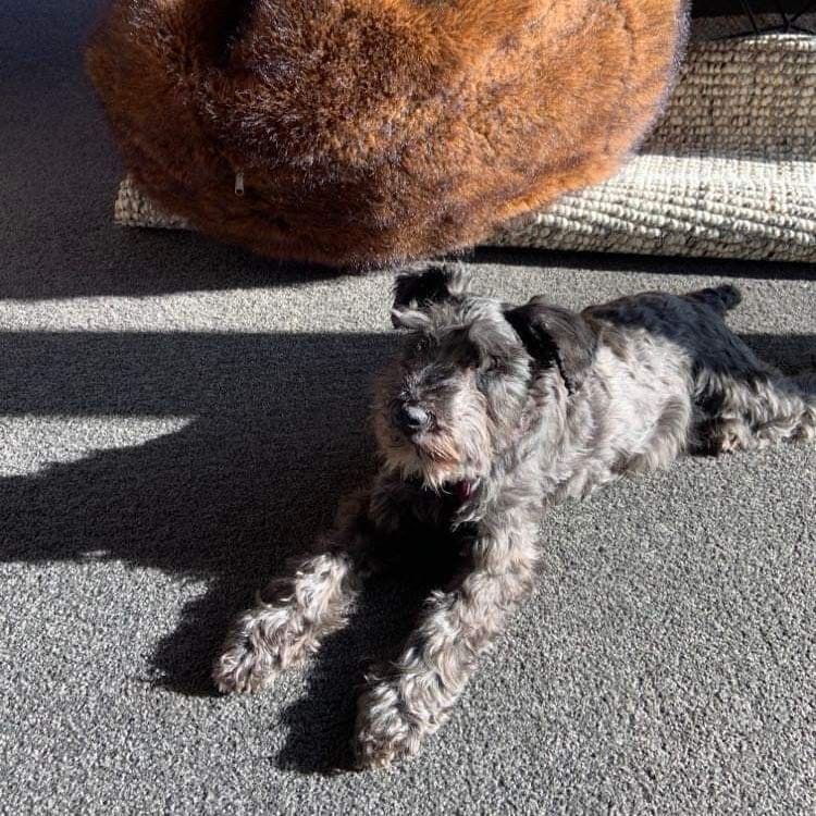 Poppy