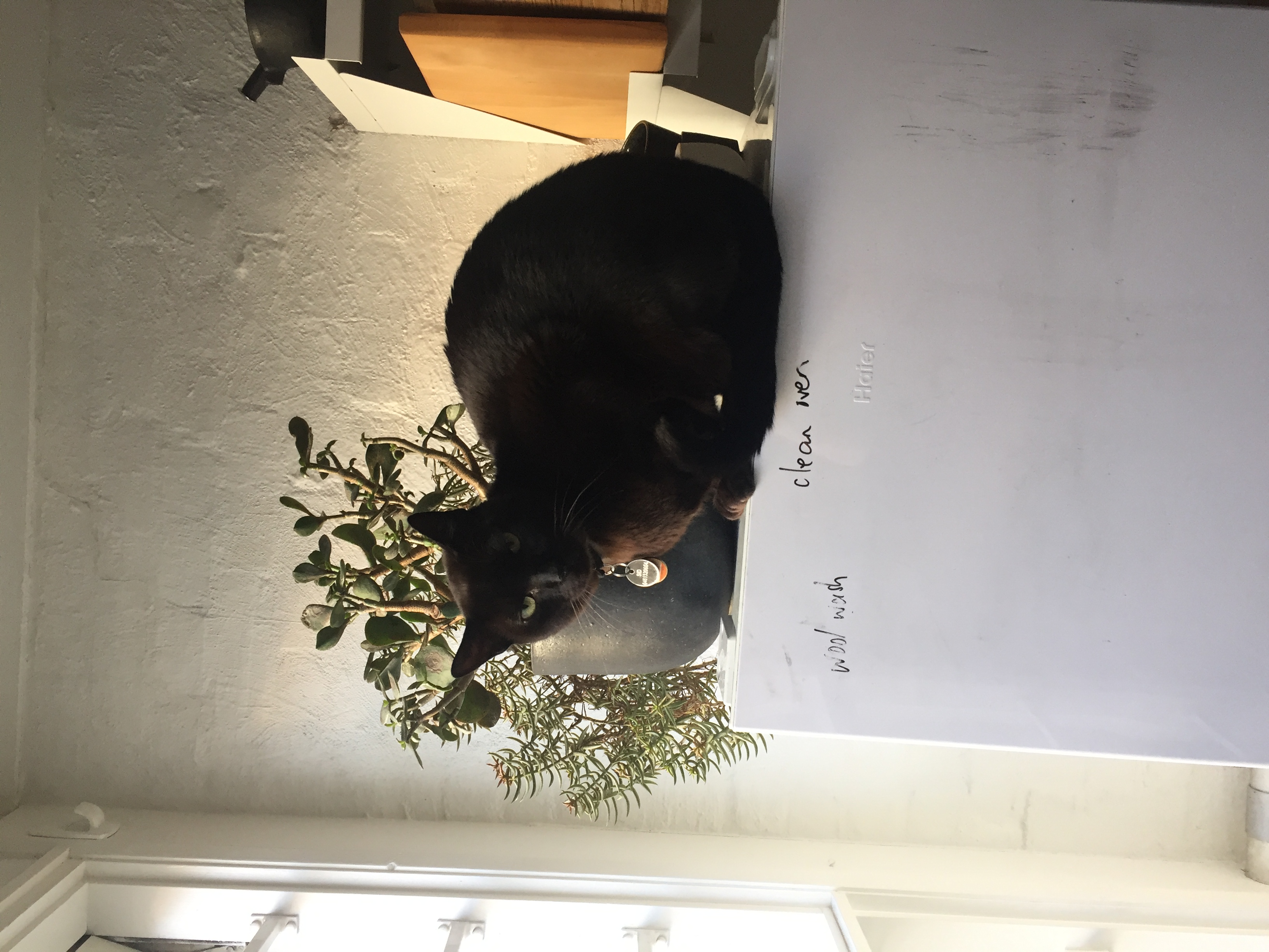 image-12