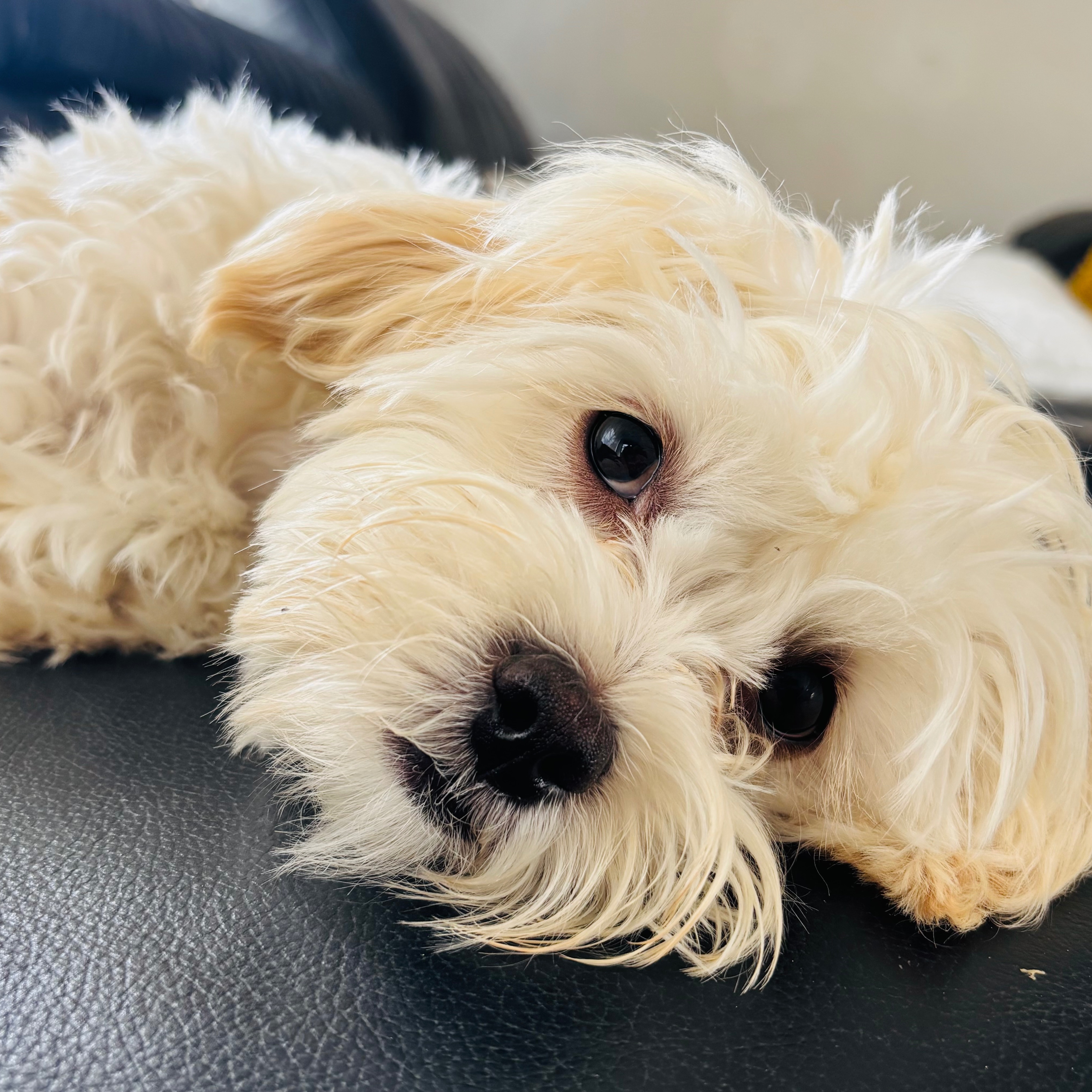 Teddy
