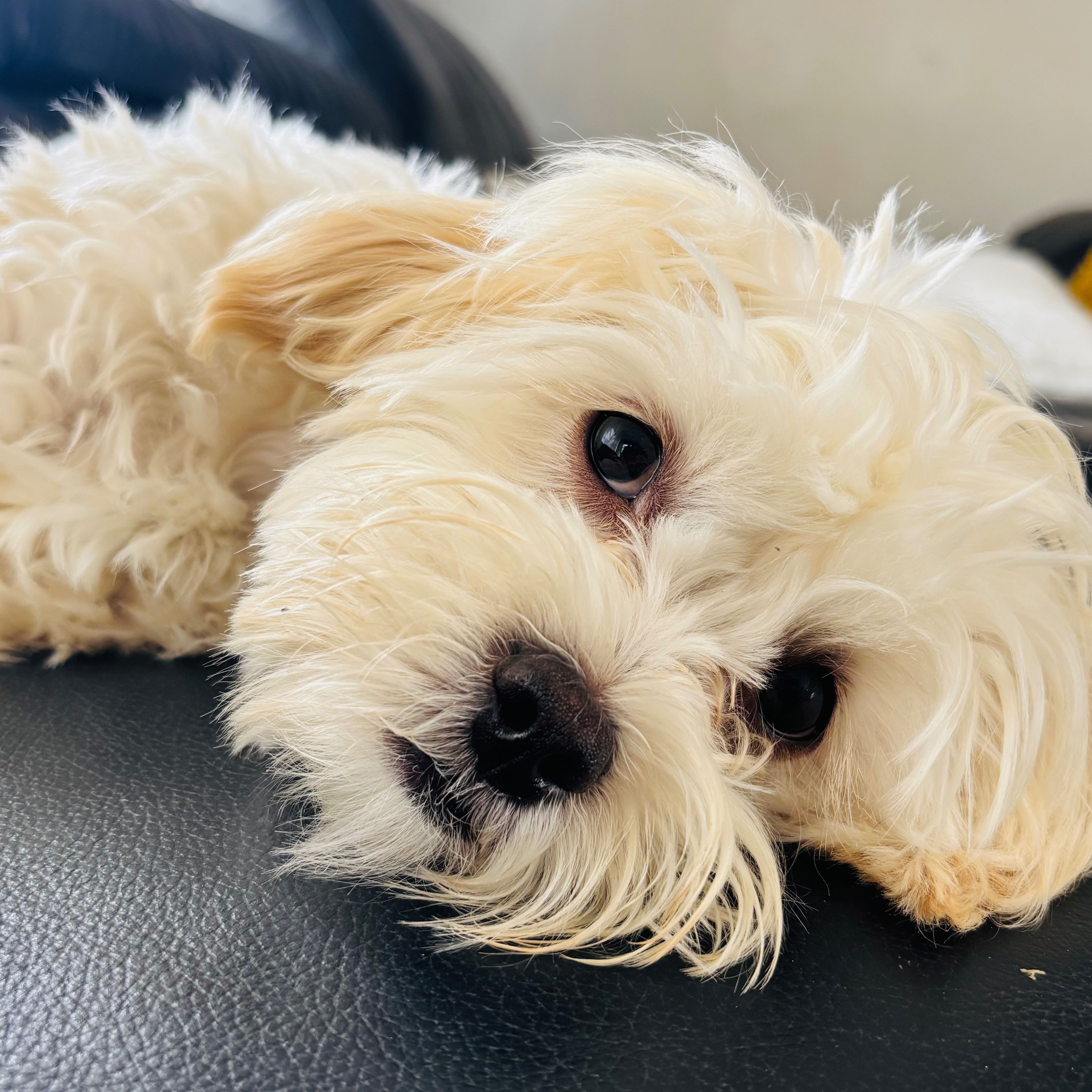 Teddy