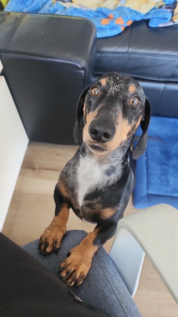 Jaz