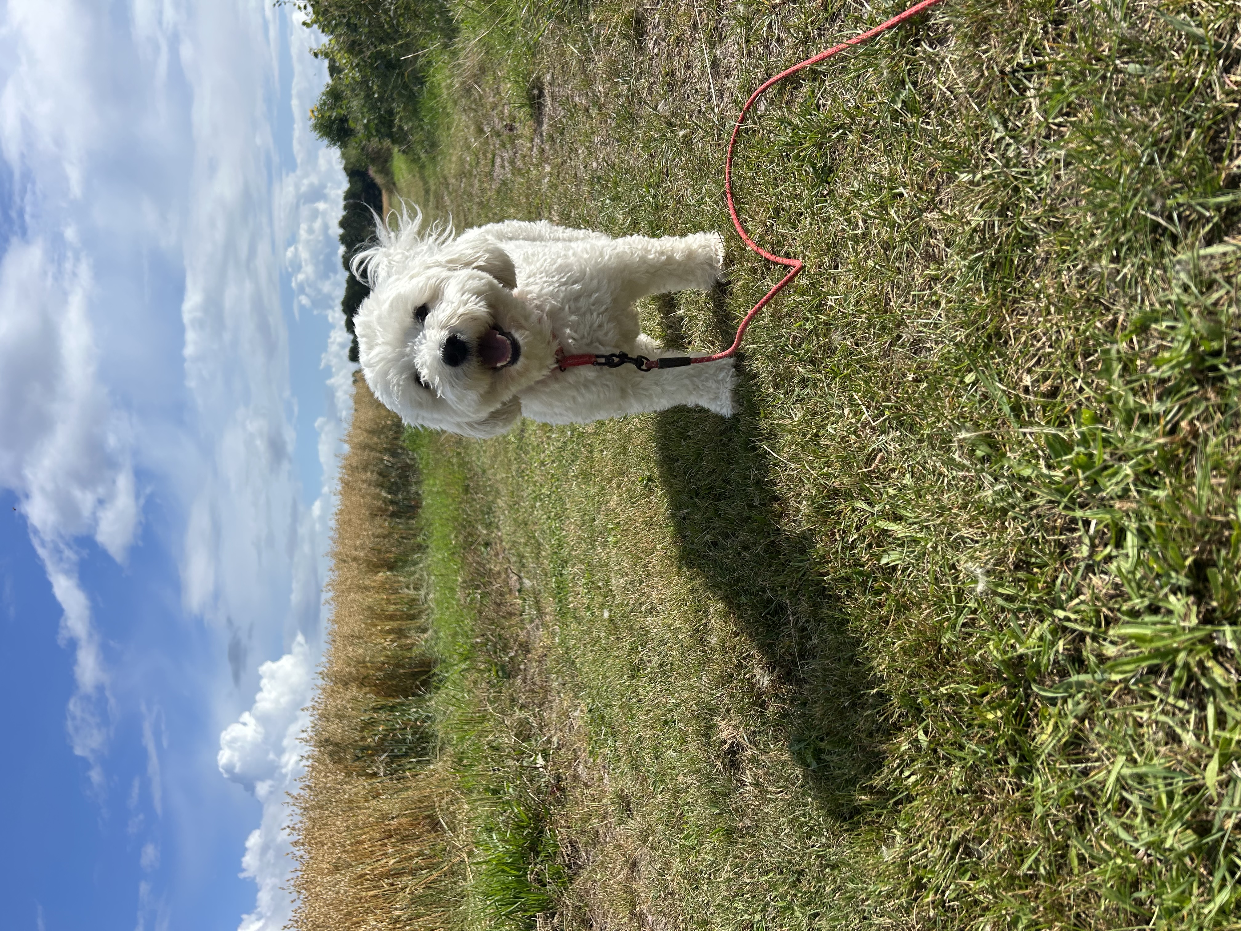 image-7