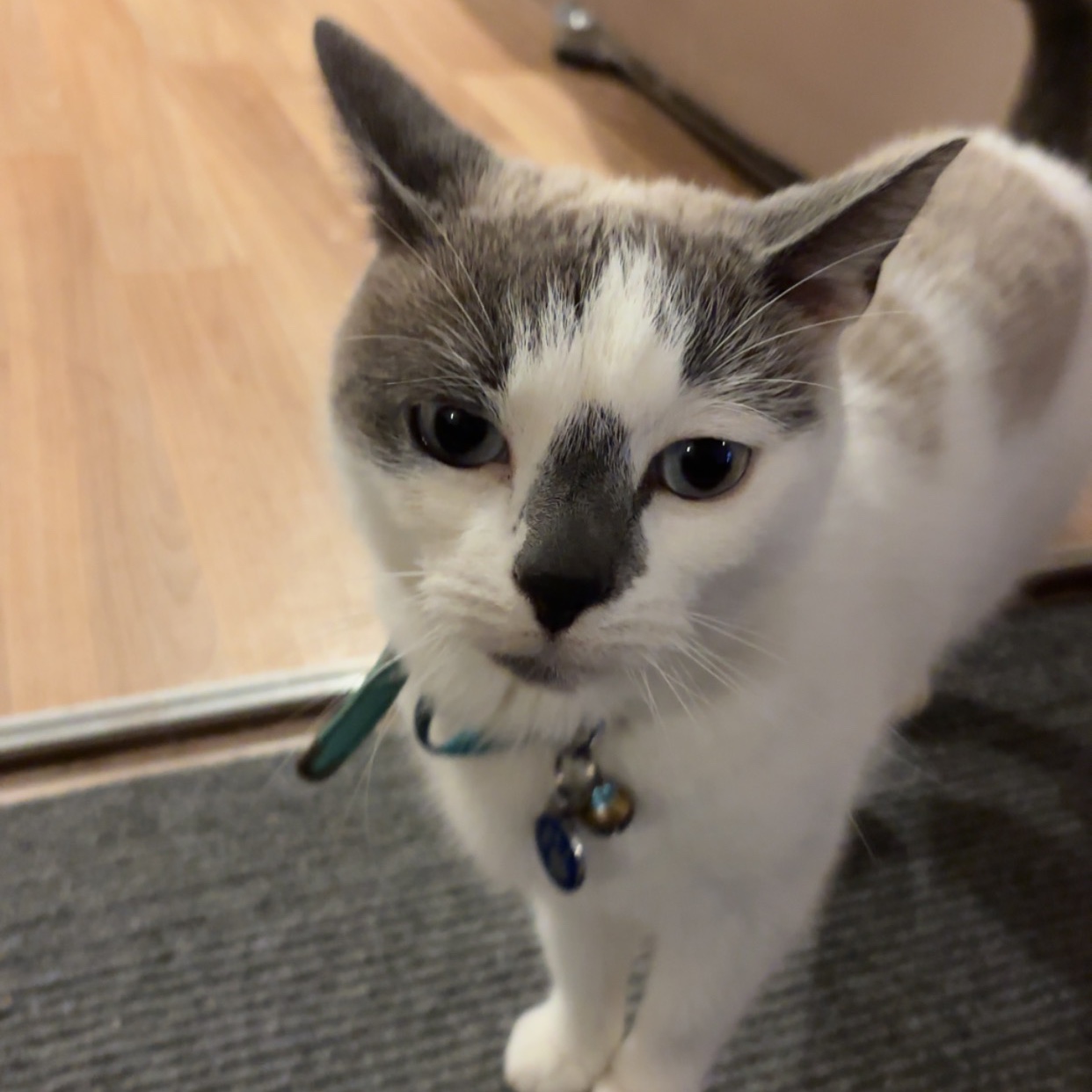 Bowie 