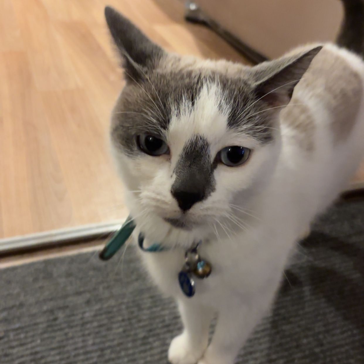 Bowie