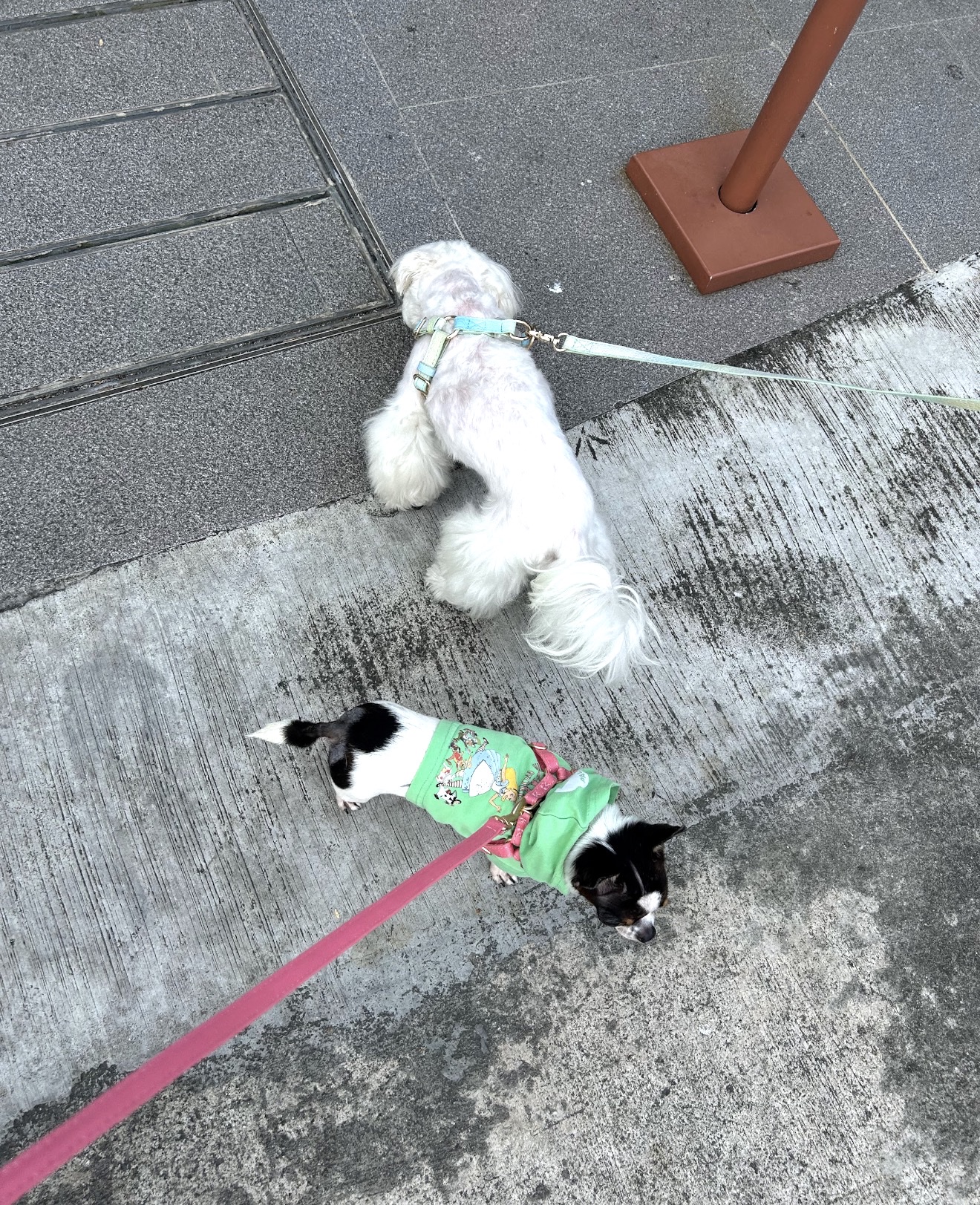 image-7
