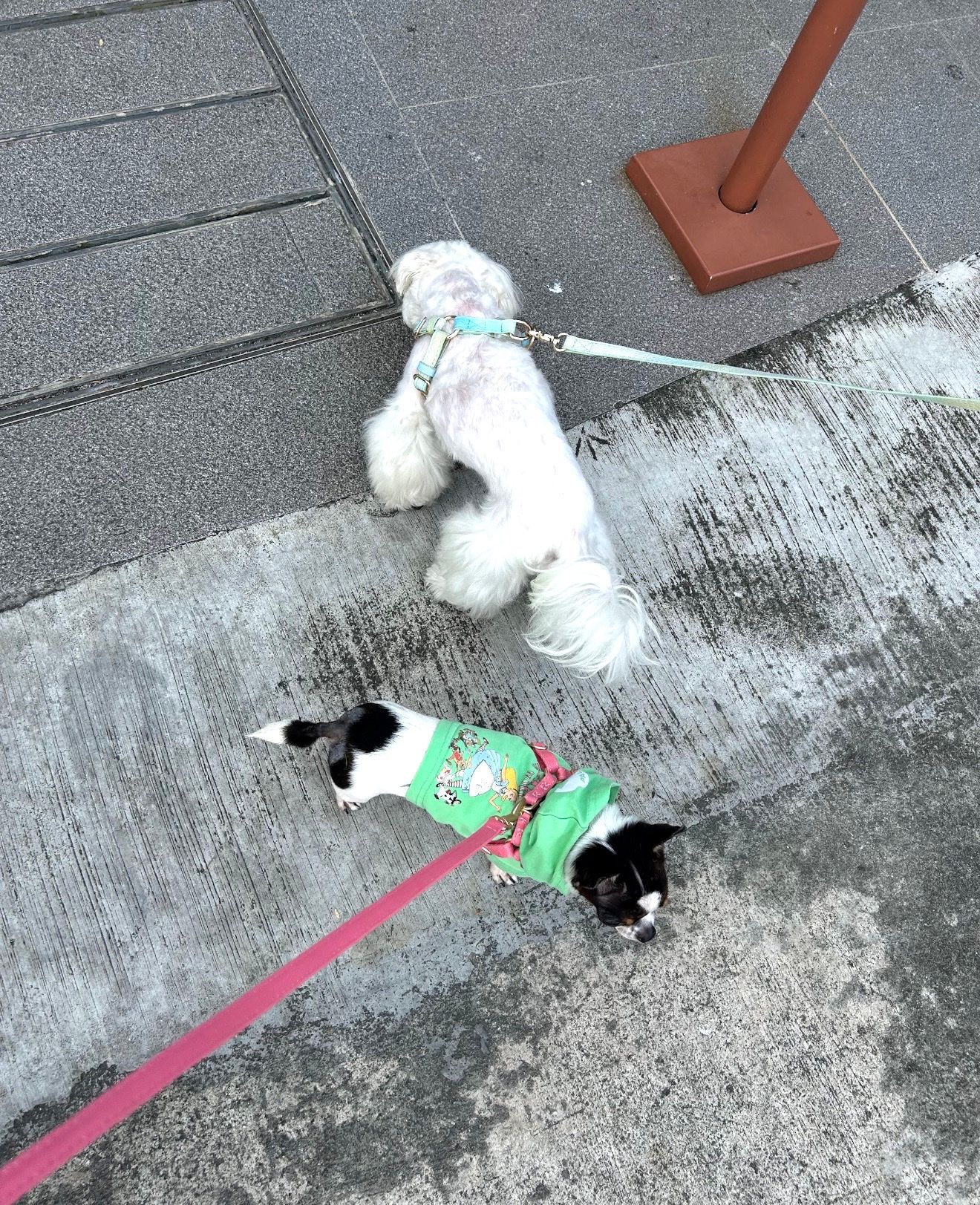 image-7