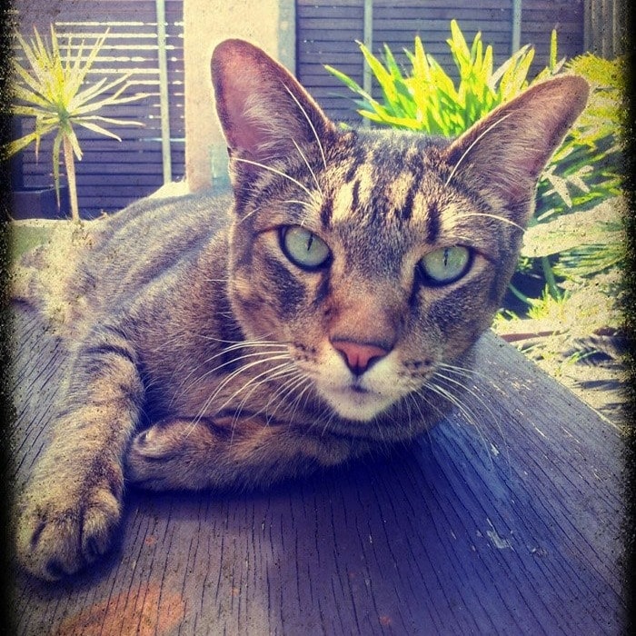 Pounce