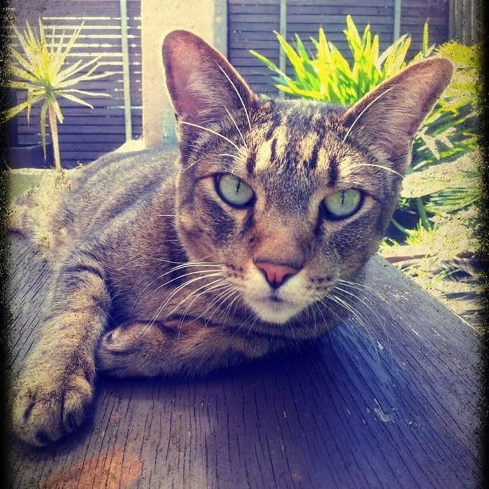 Pounce