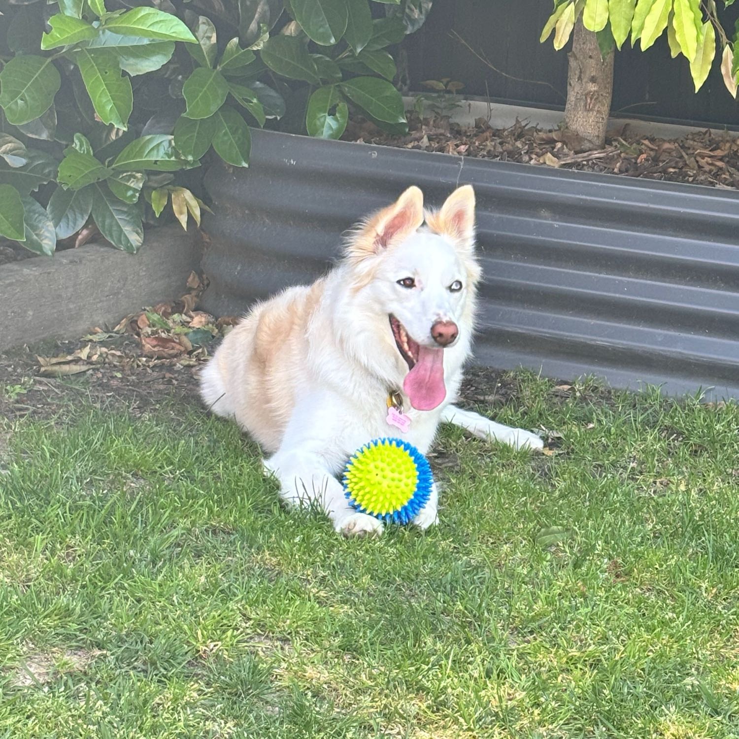 Nala