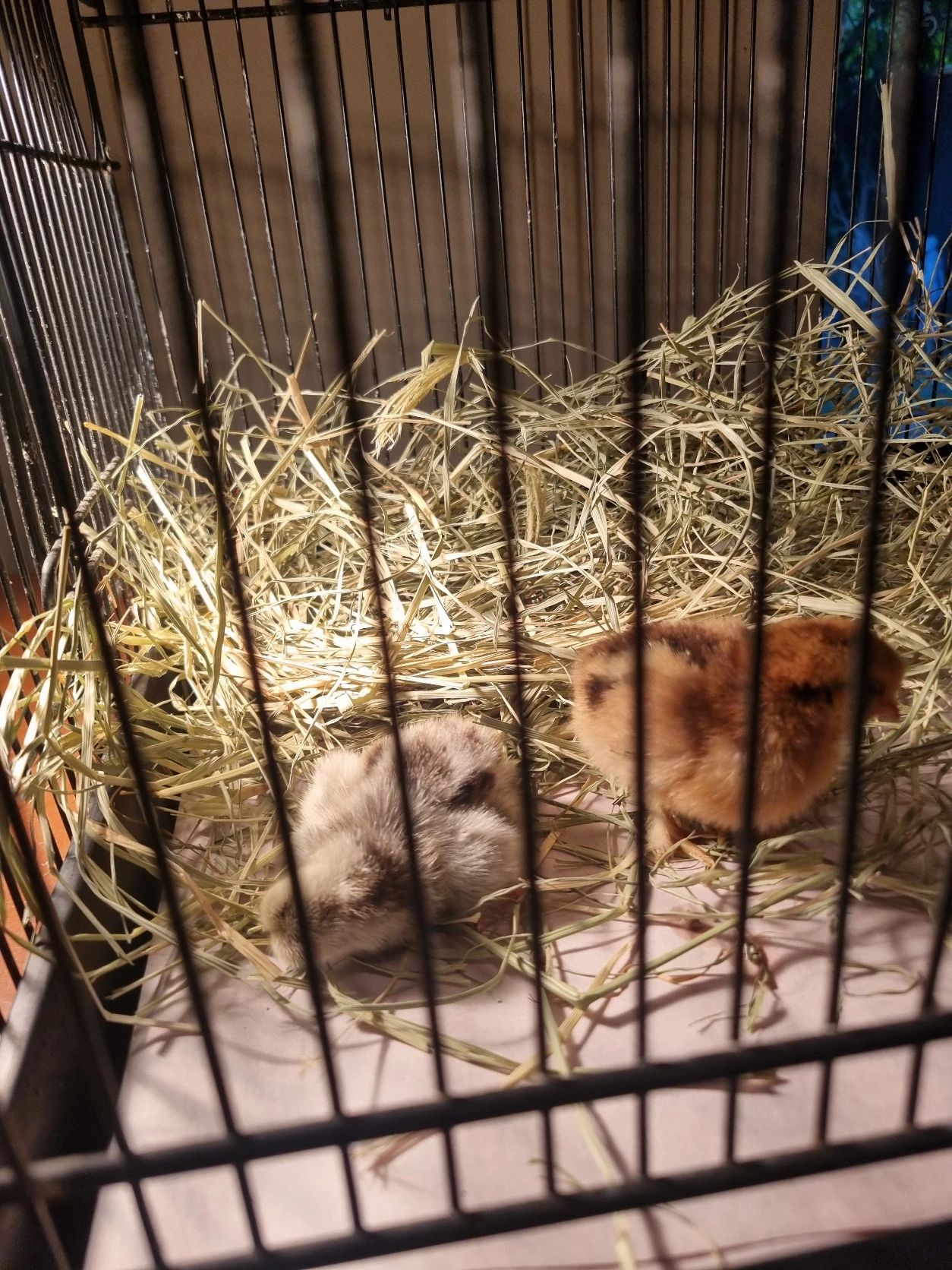 image-9