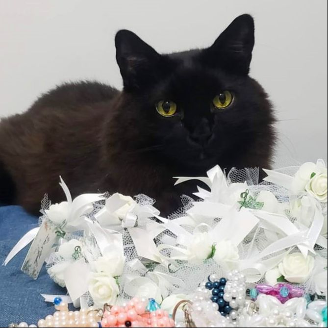 Fuligem (フリジェン）