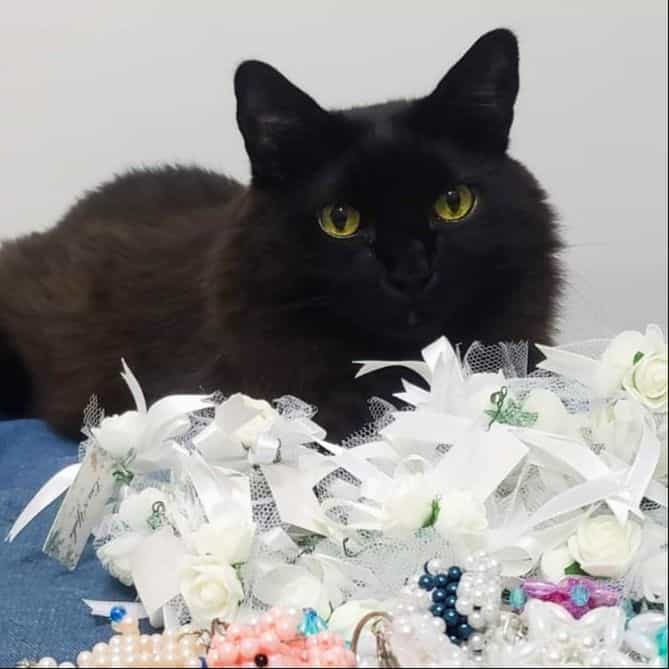 Fuligem (フリジェン)