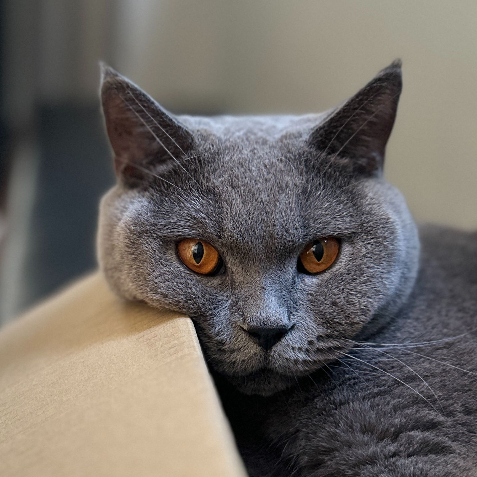 Gus