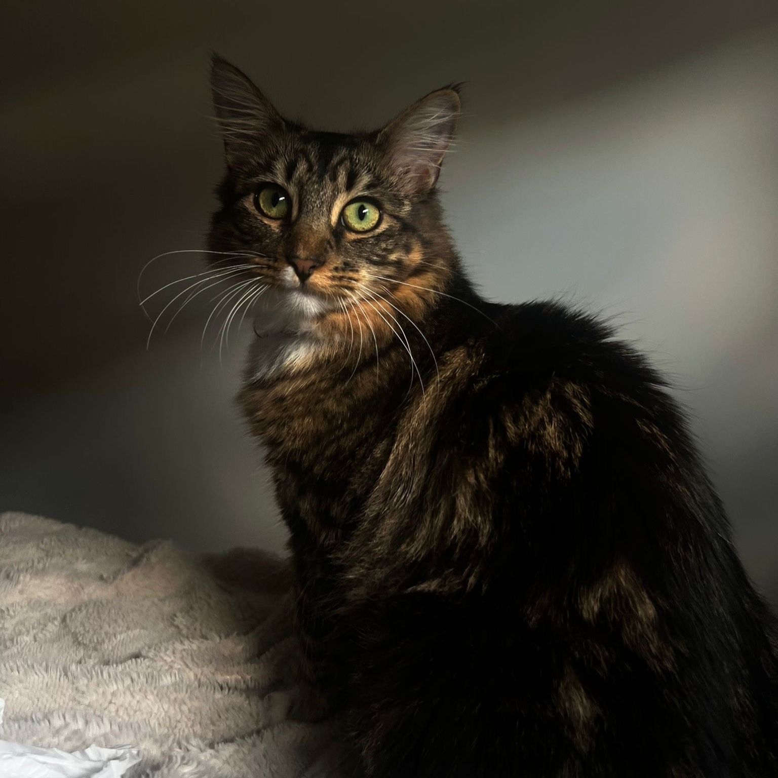 Lyra 