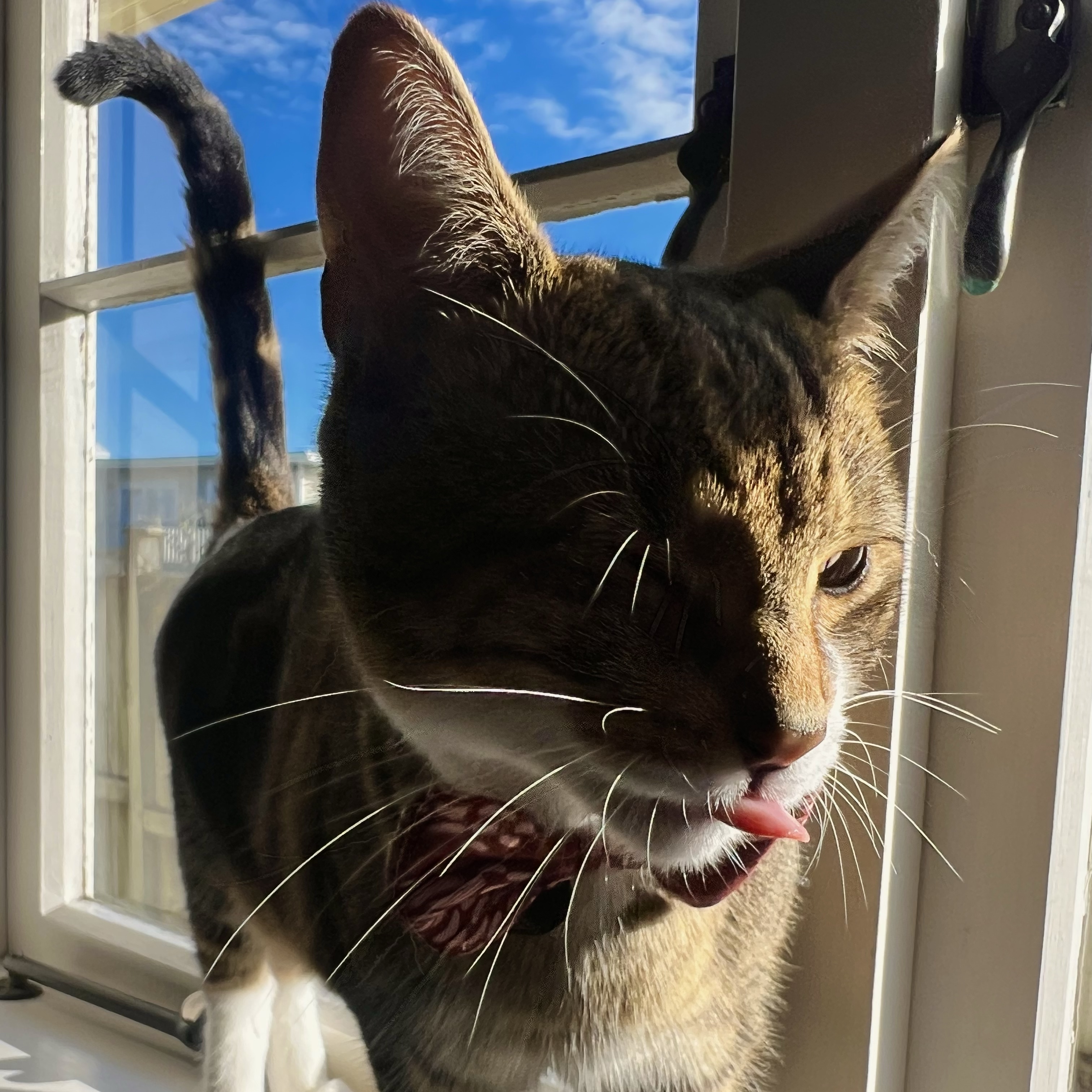 Purrcy