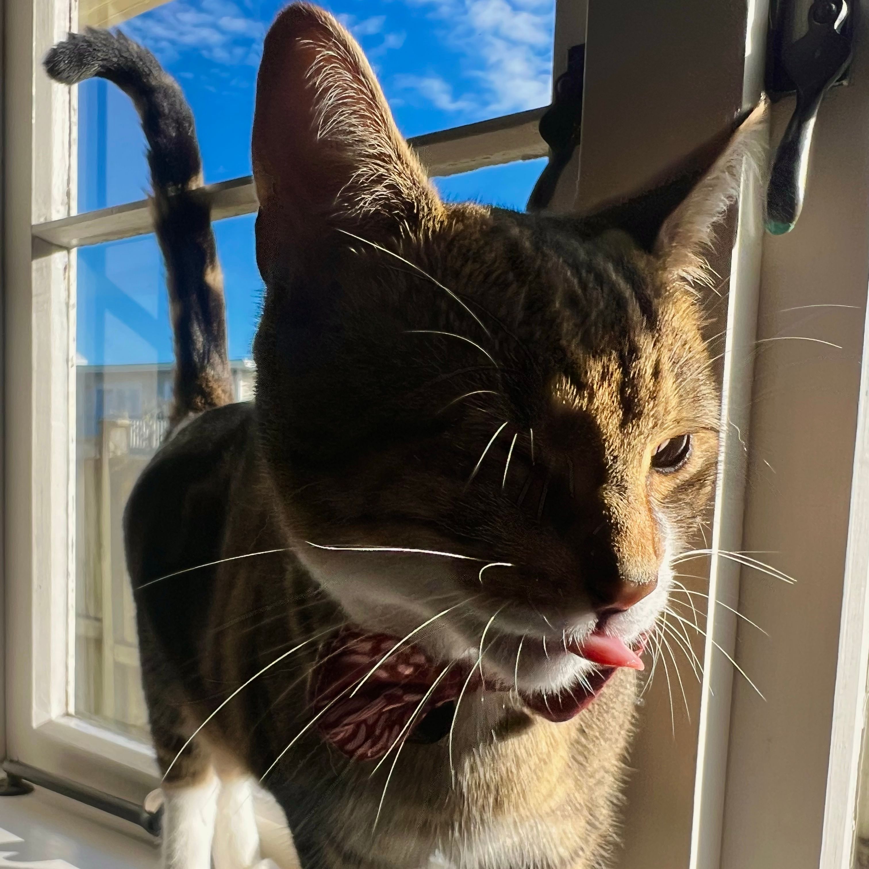 Purrcy