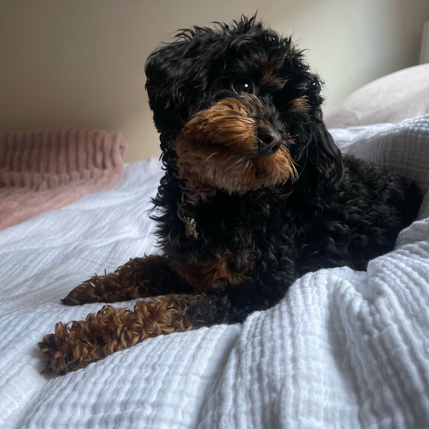 Coco