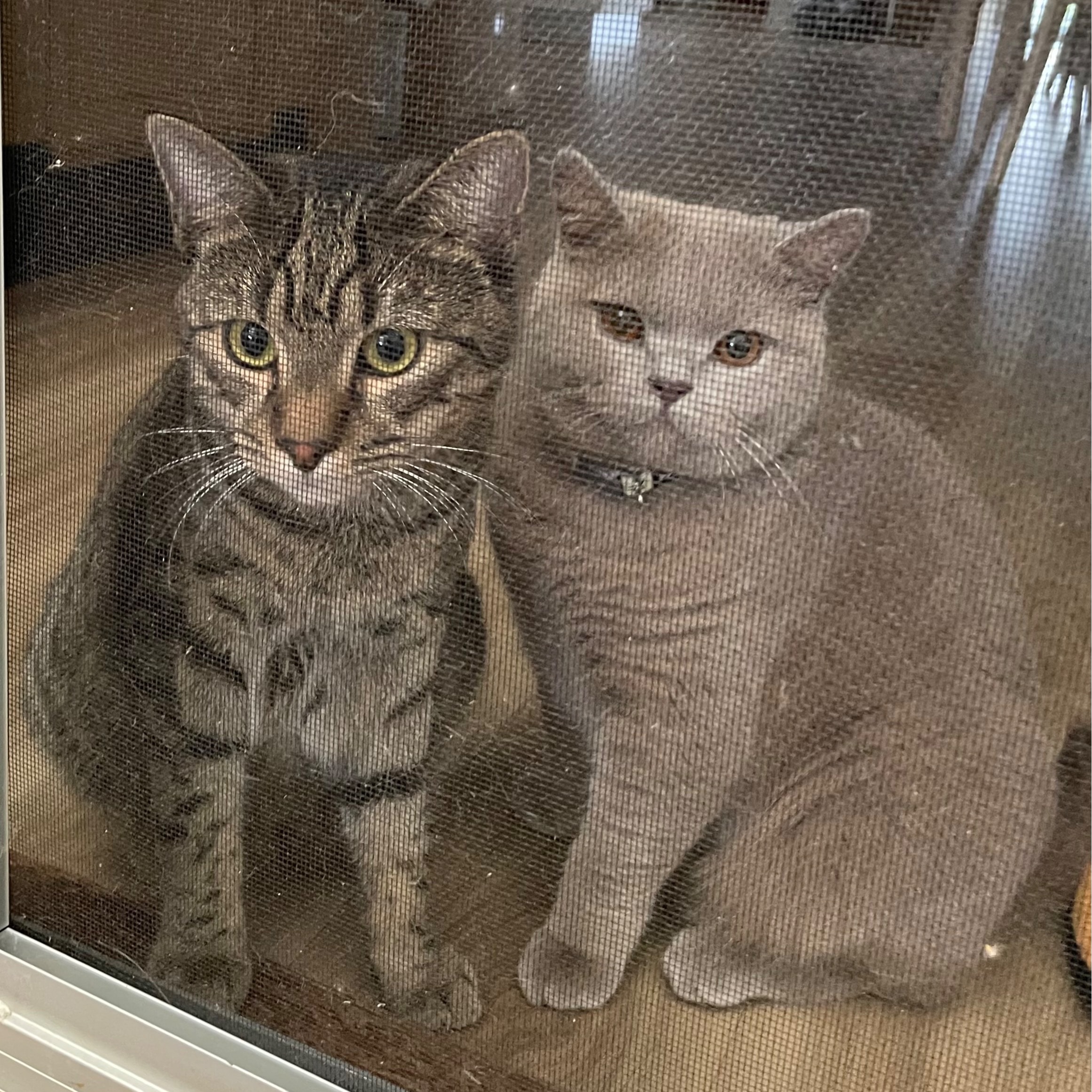 Prince & Cookie