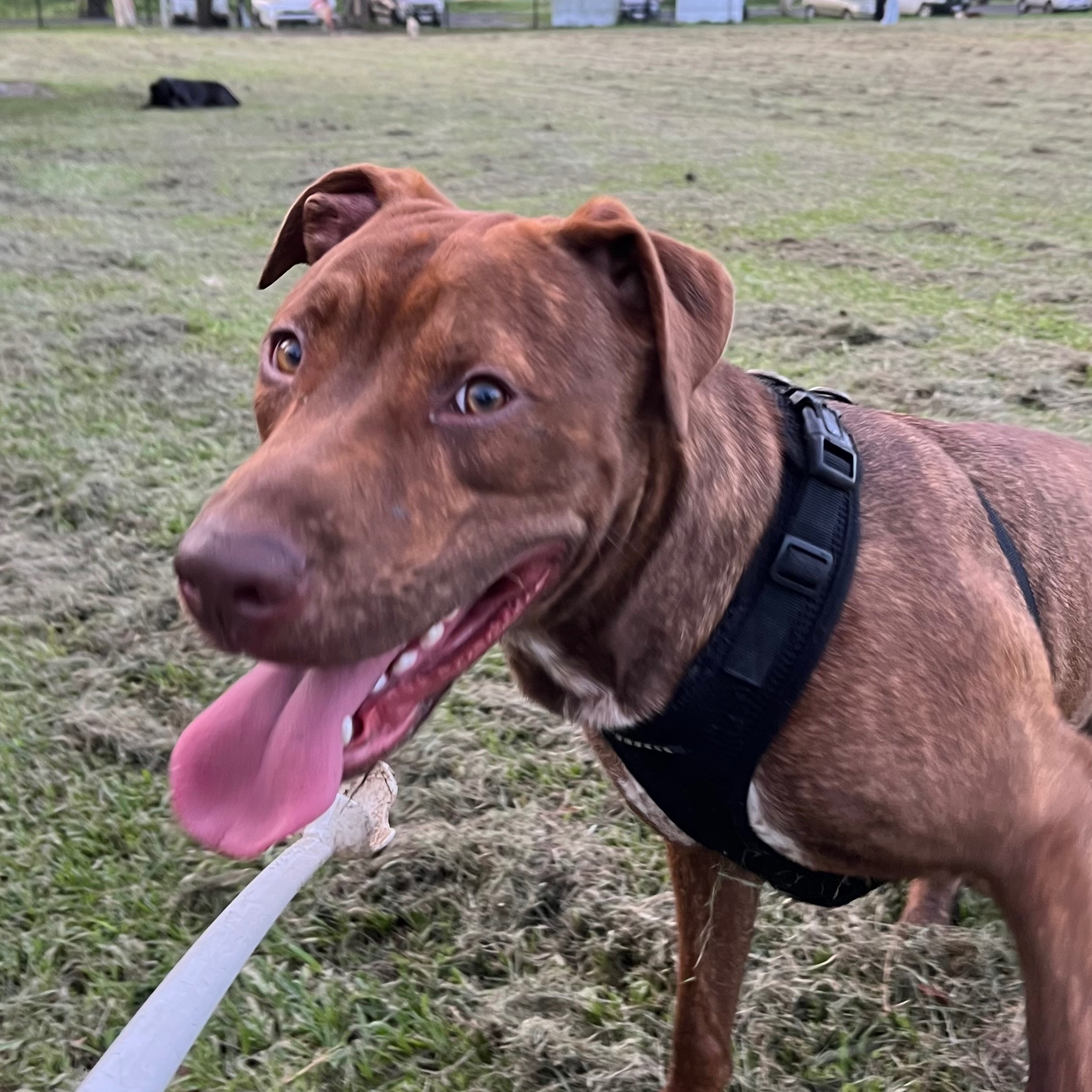 Milo