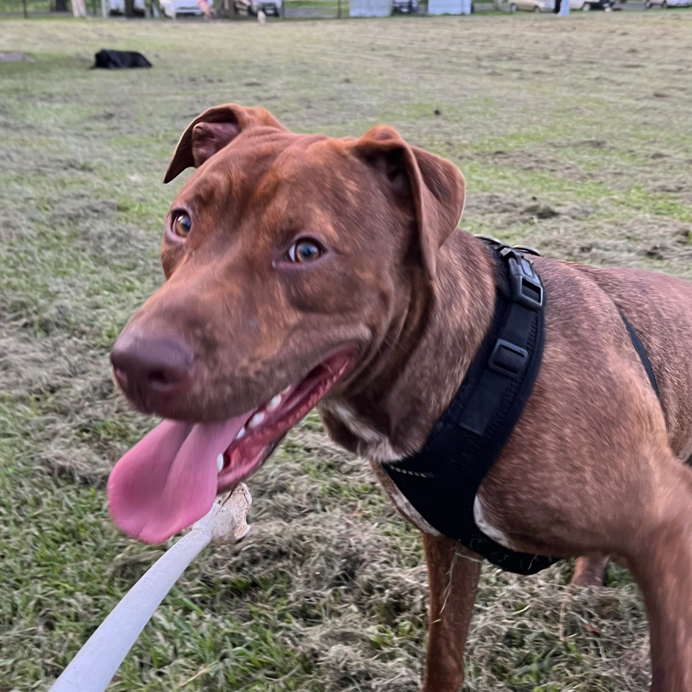 Milo