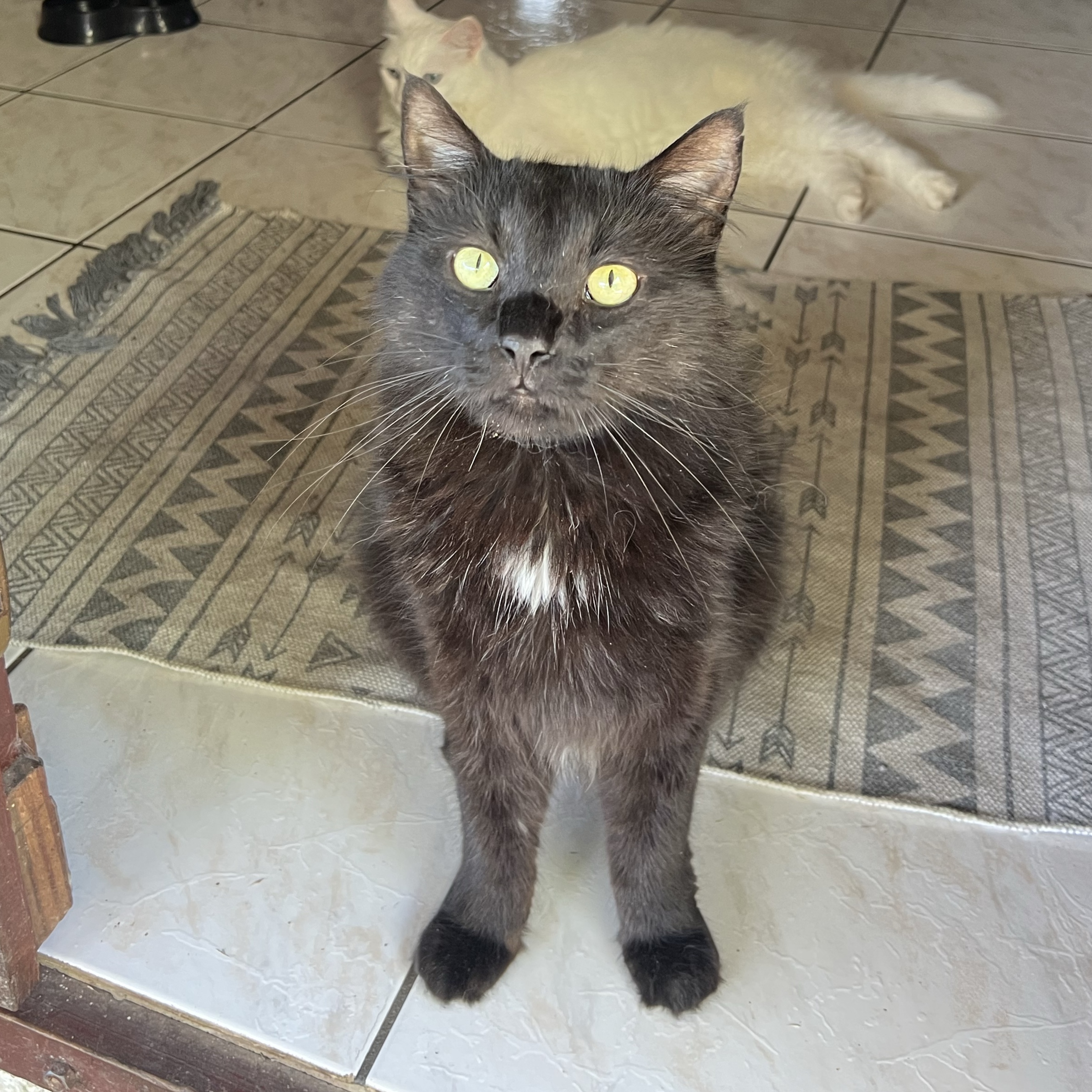 Sultan 