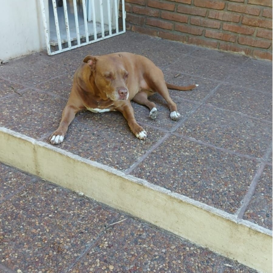 Sheeba