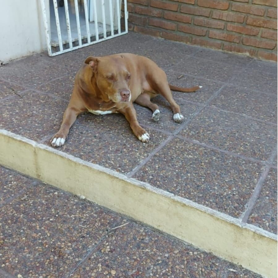 Sheeba