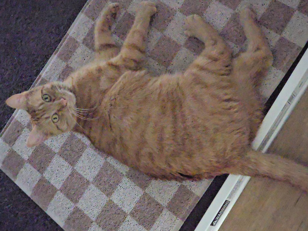 Franklin