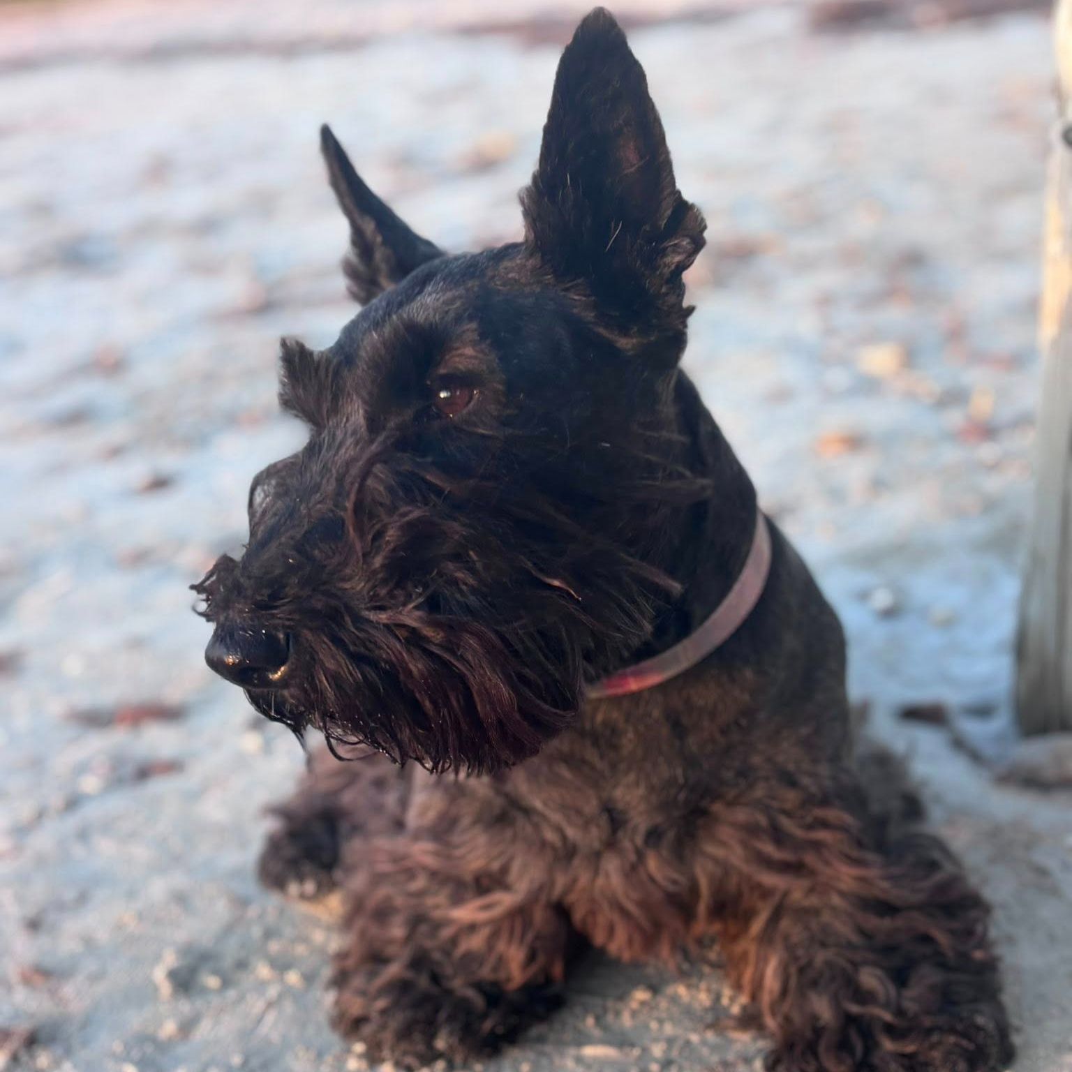 Georgie