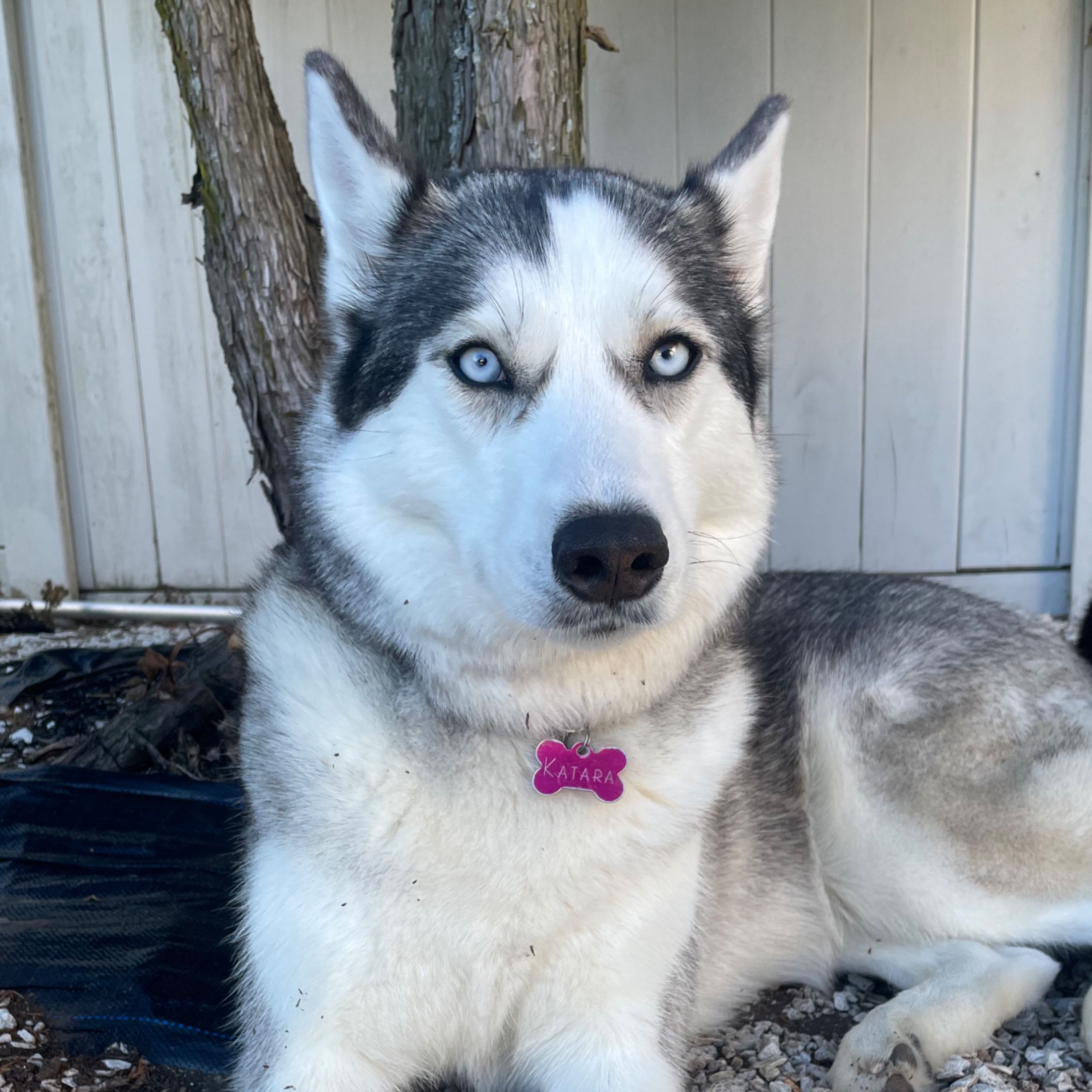 Katara