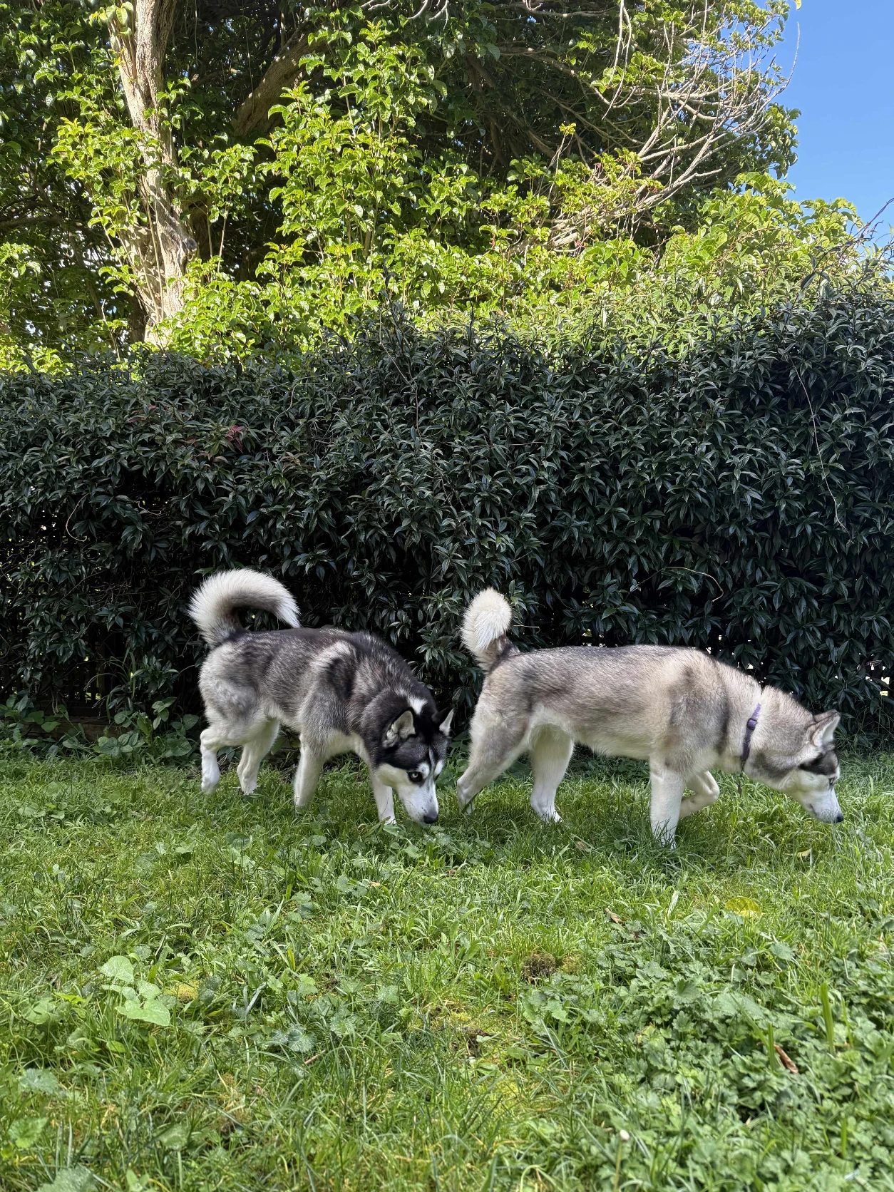 image-15