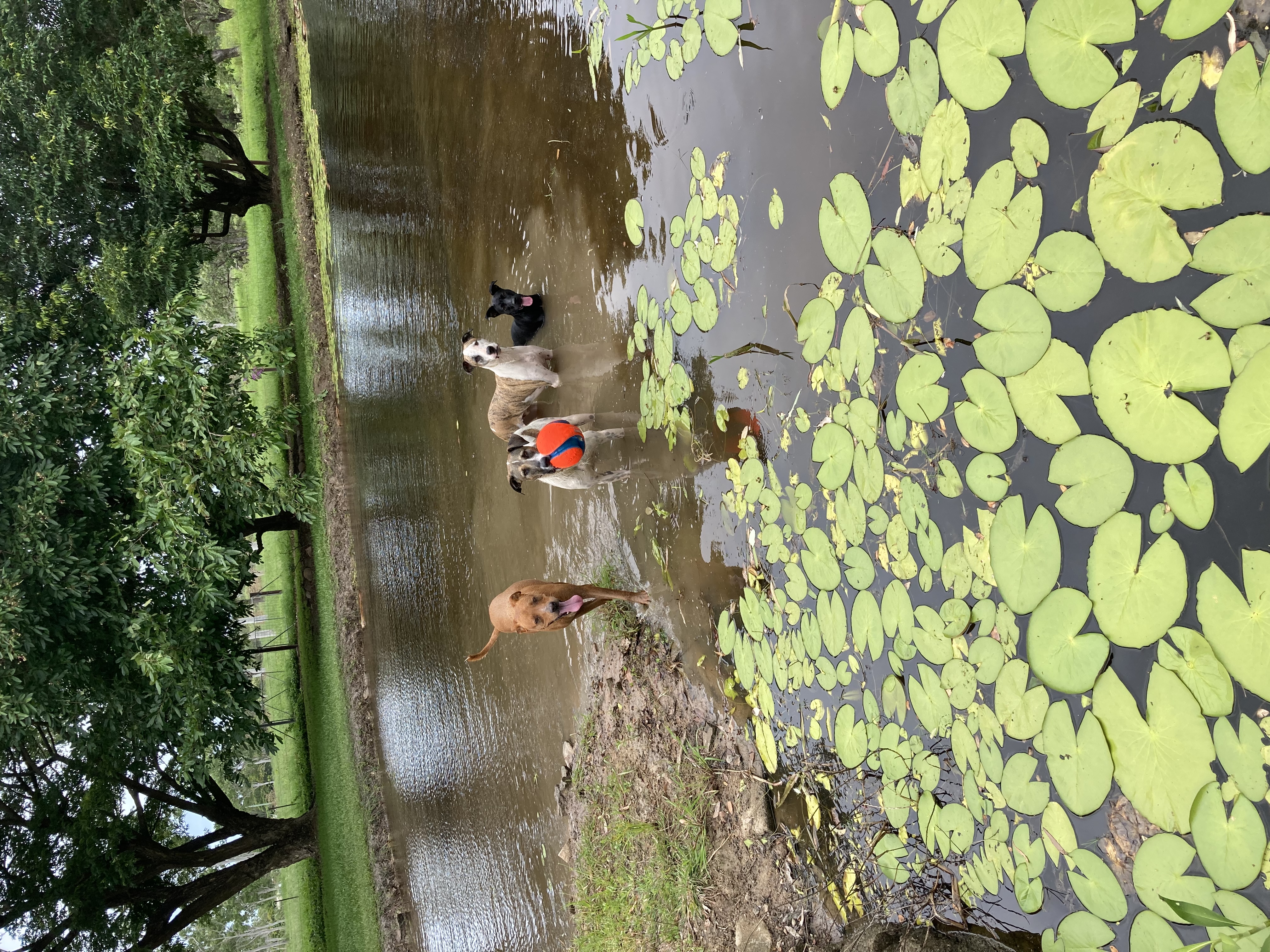 image-7