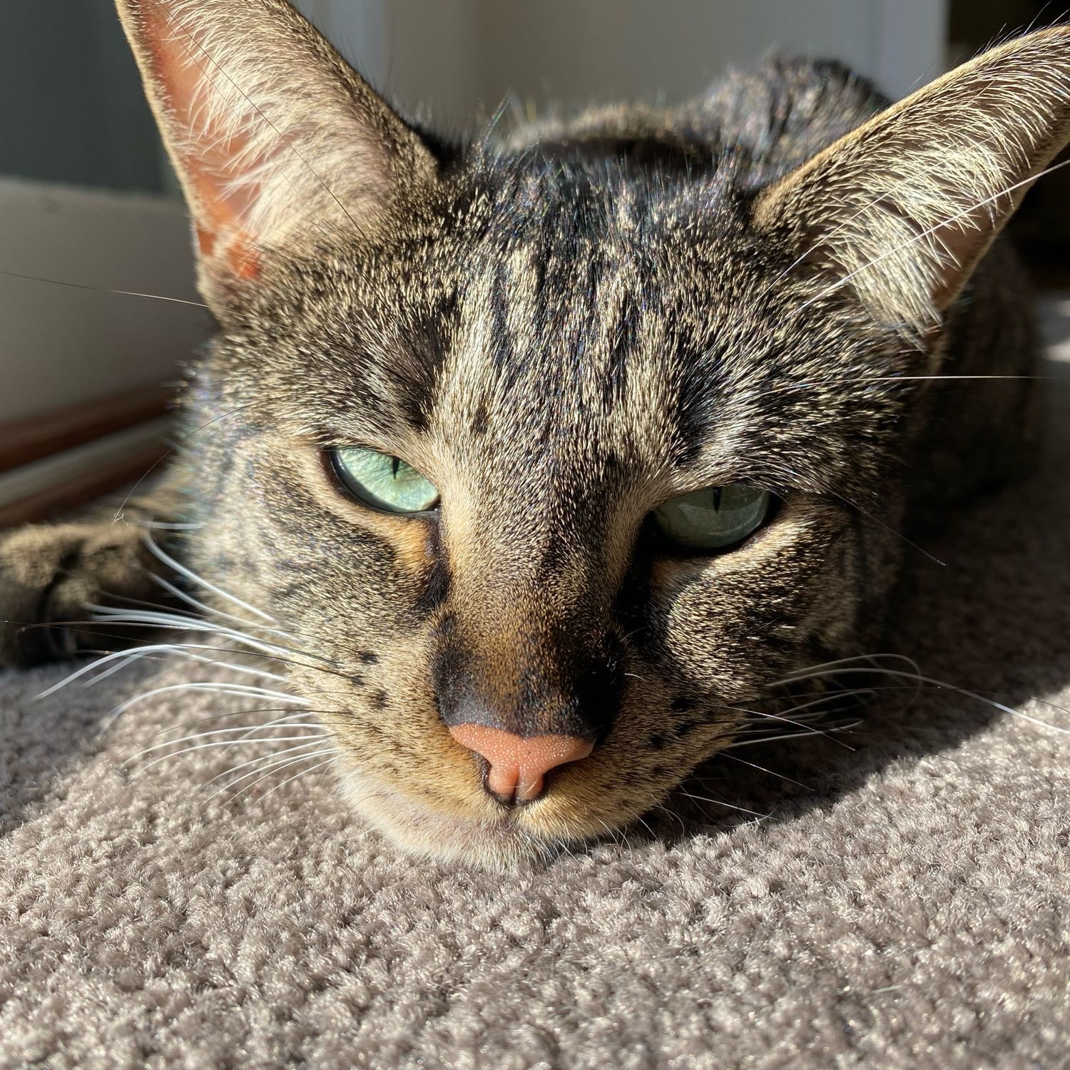 Pip