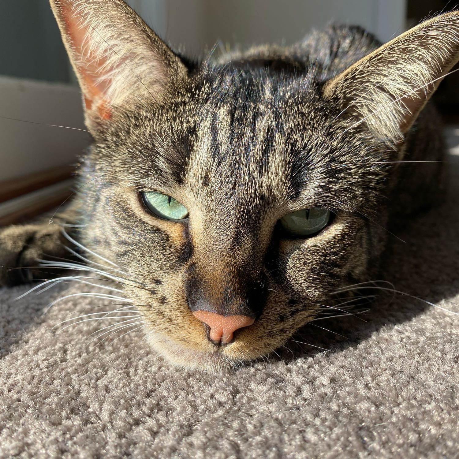 Pip
