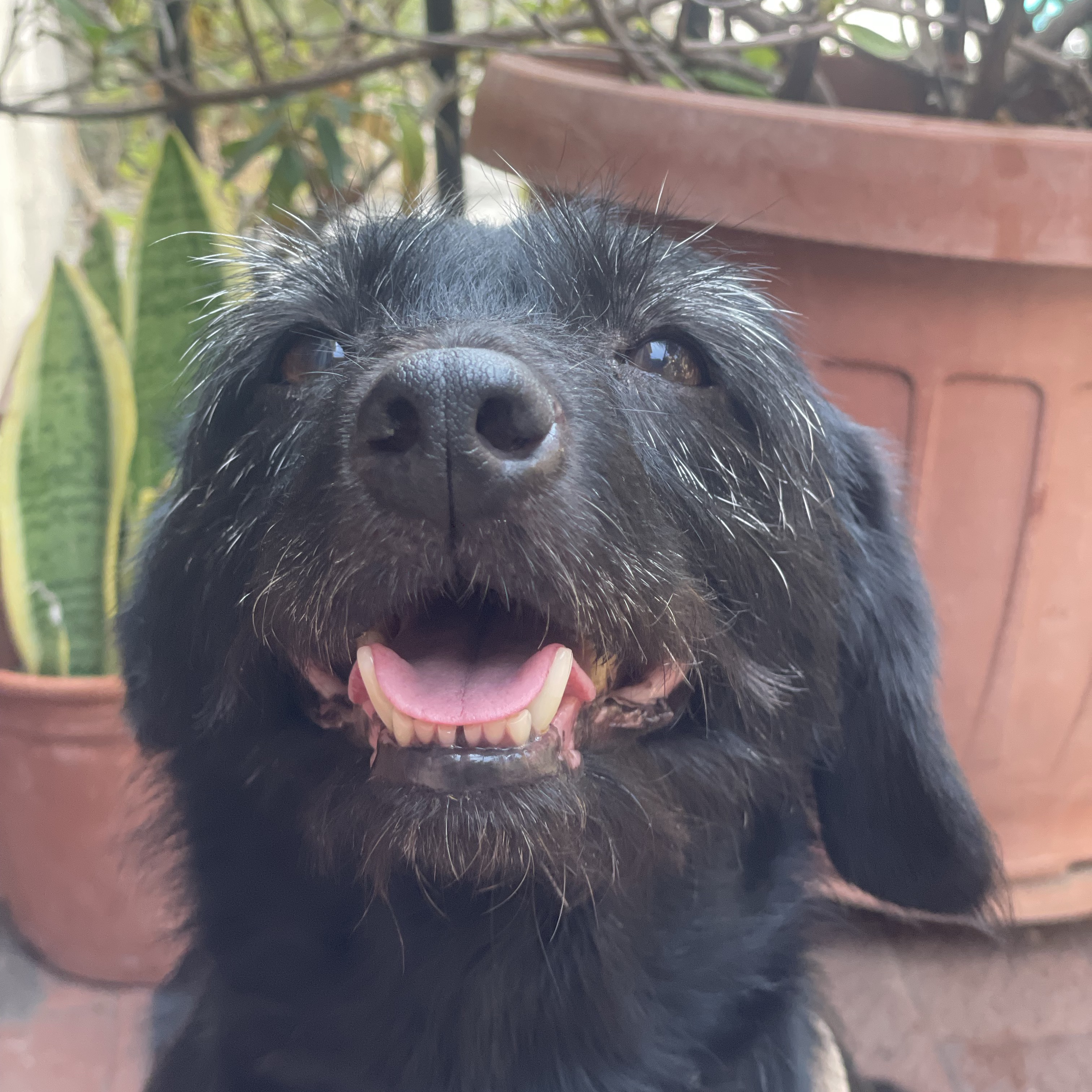 Felí like Happy in the word Happiness, in italian