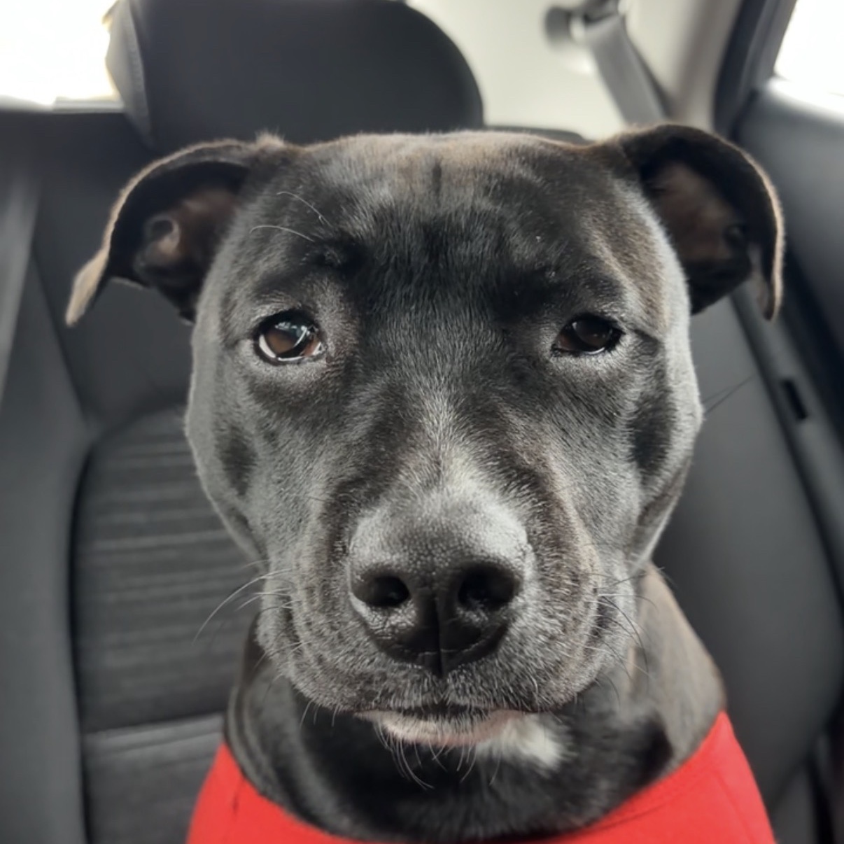 Bella