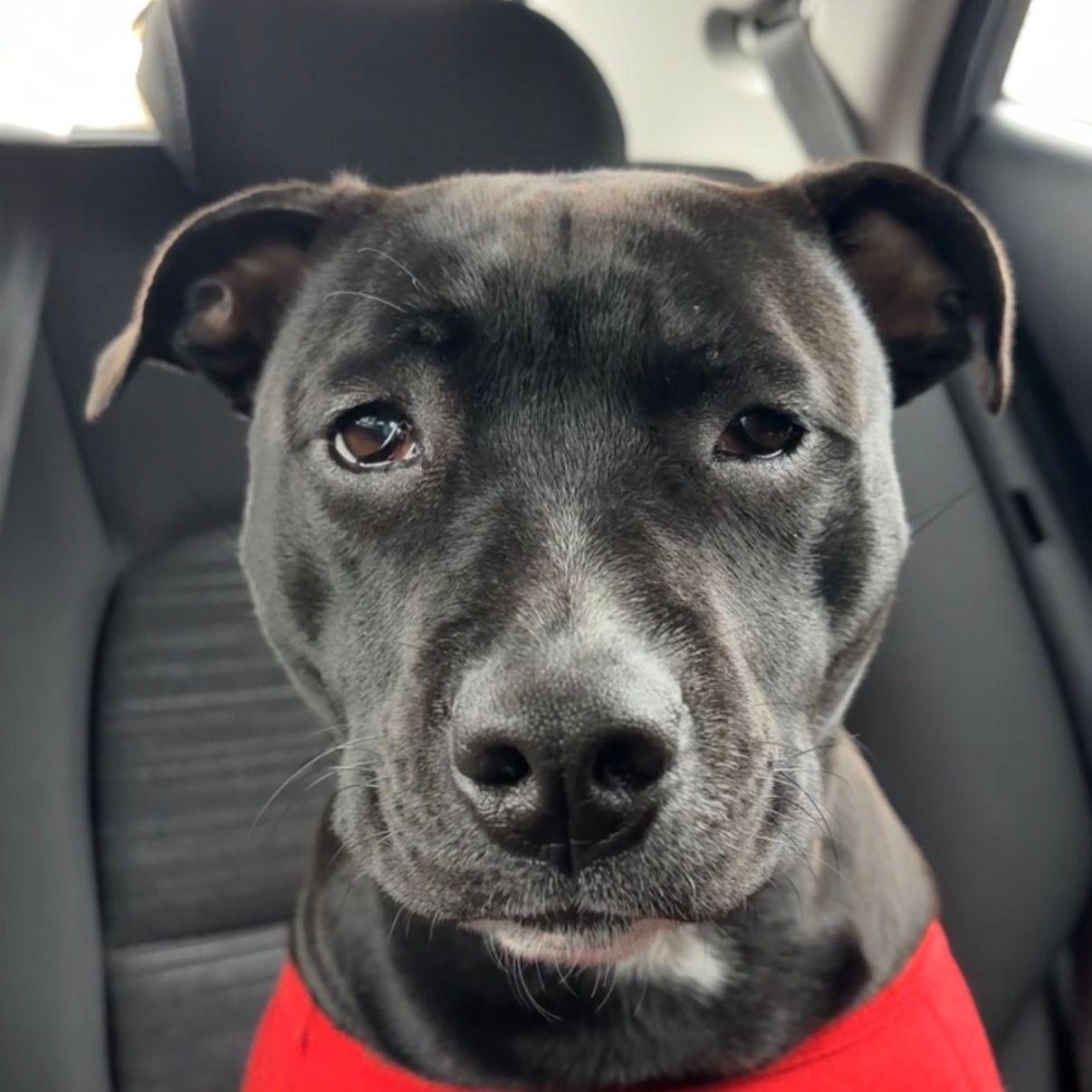 Bella