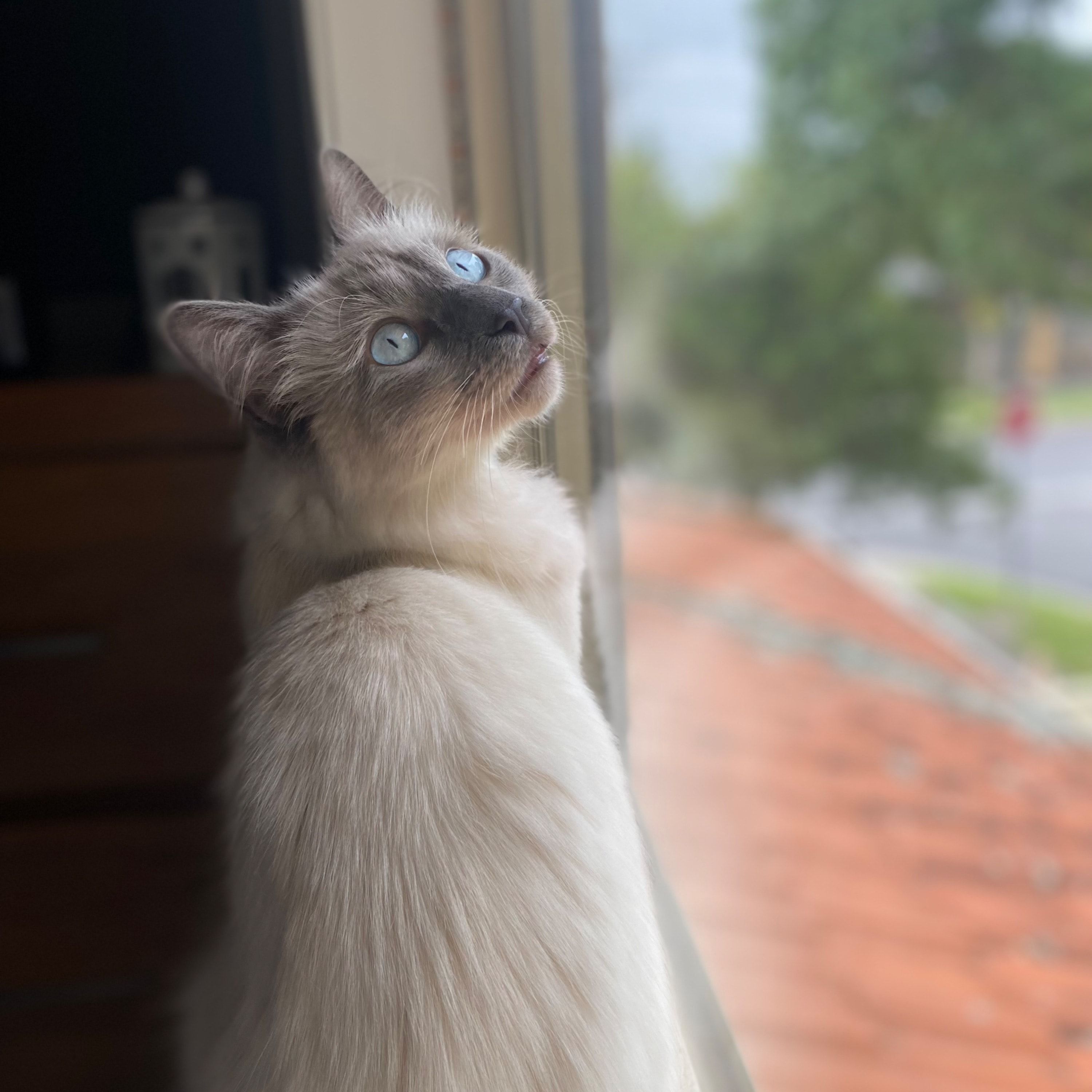 Gizmo