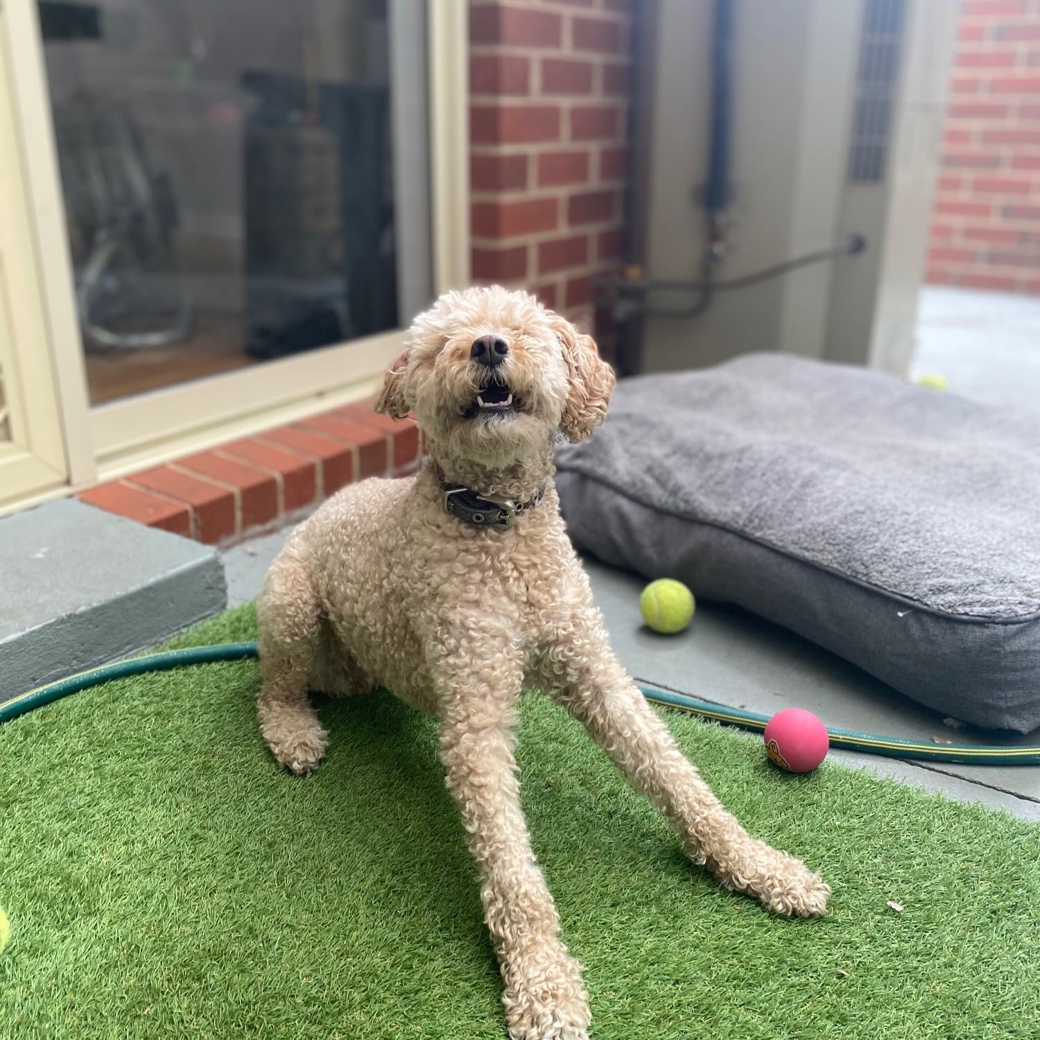 Bella 