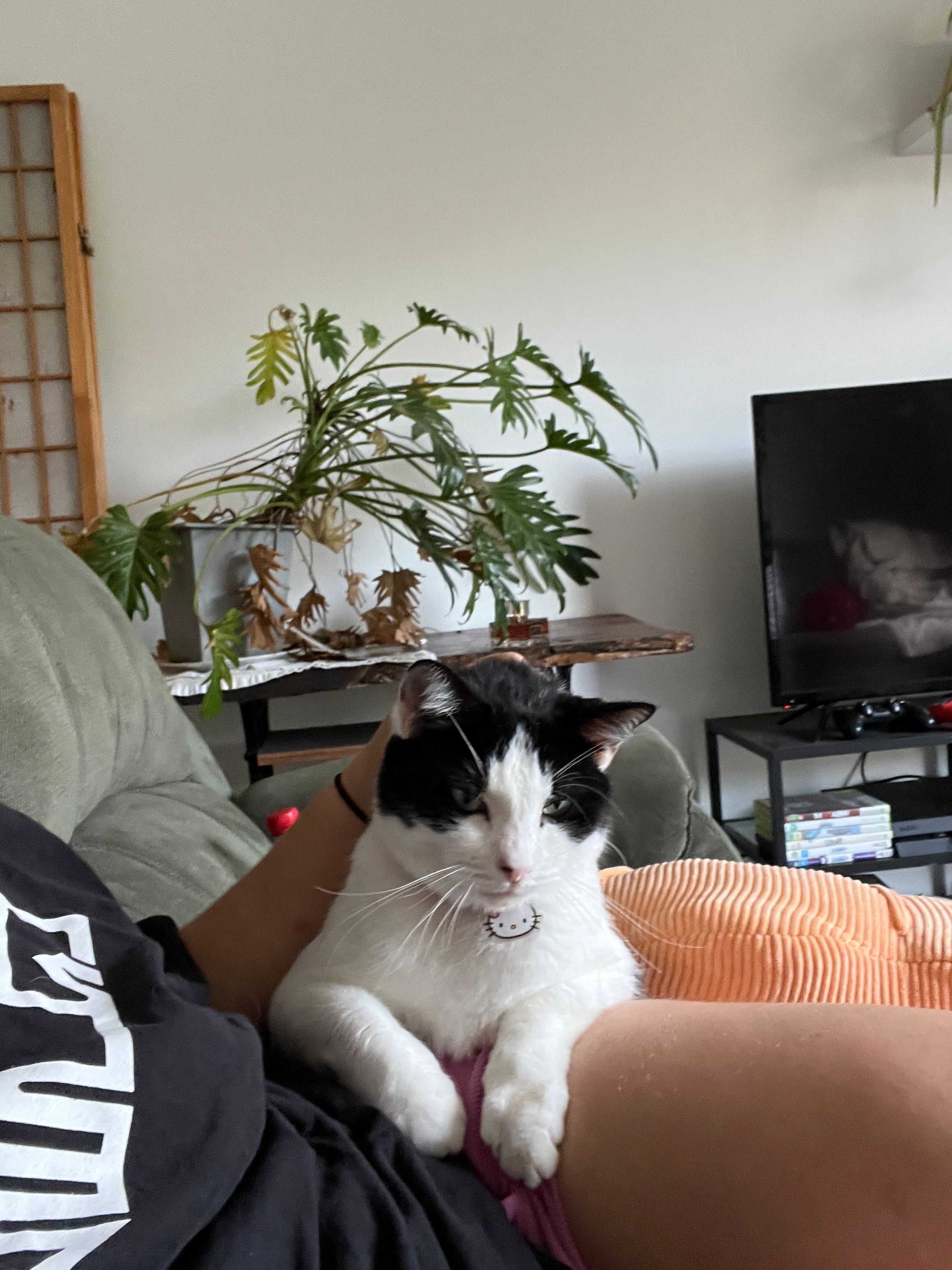 image-5