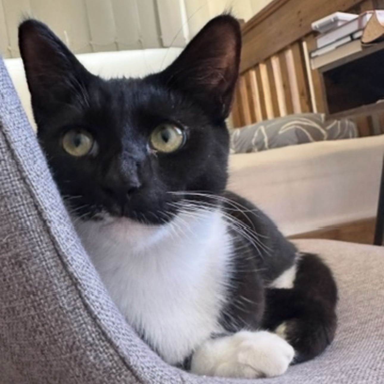 Oreo