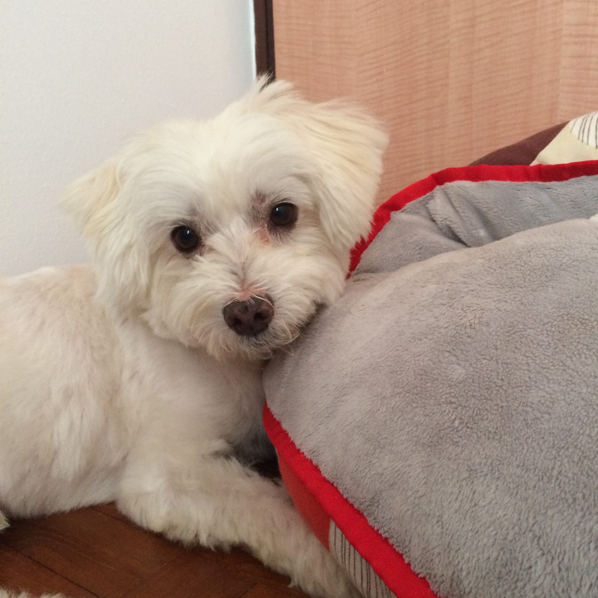 Peppy