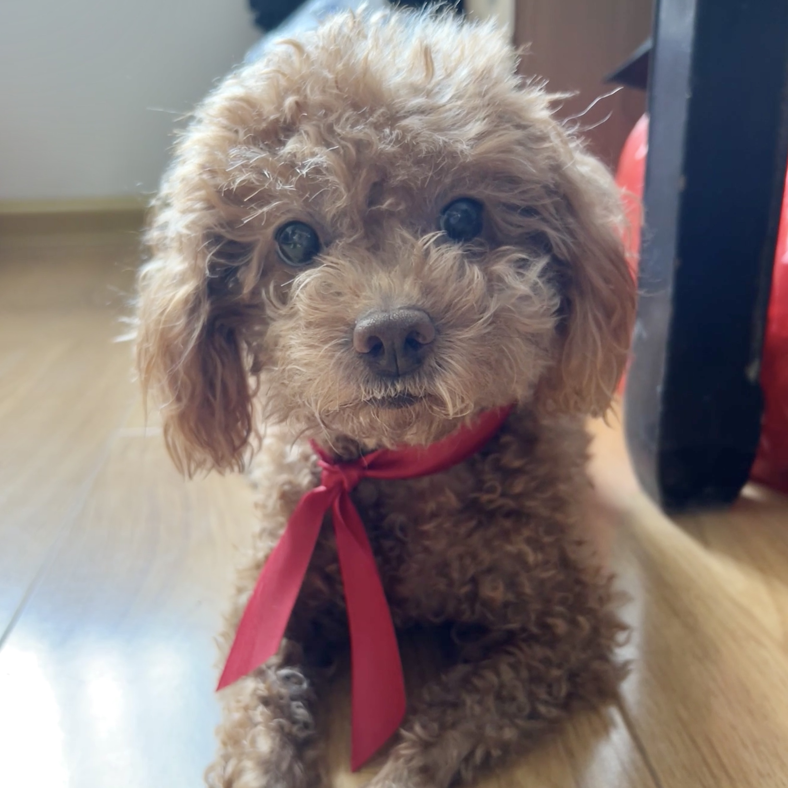 Duoduo