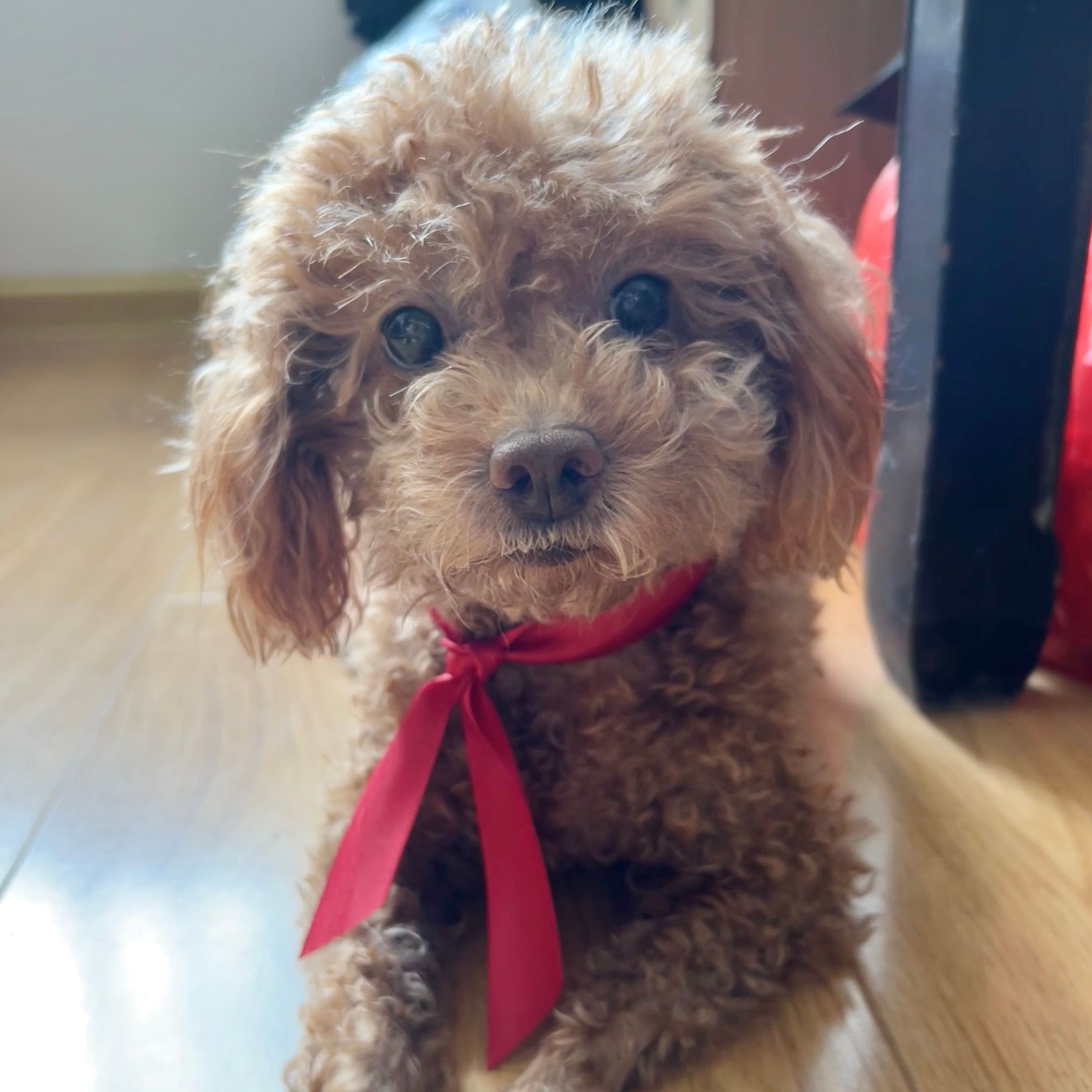Duoduo