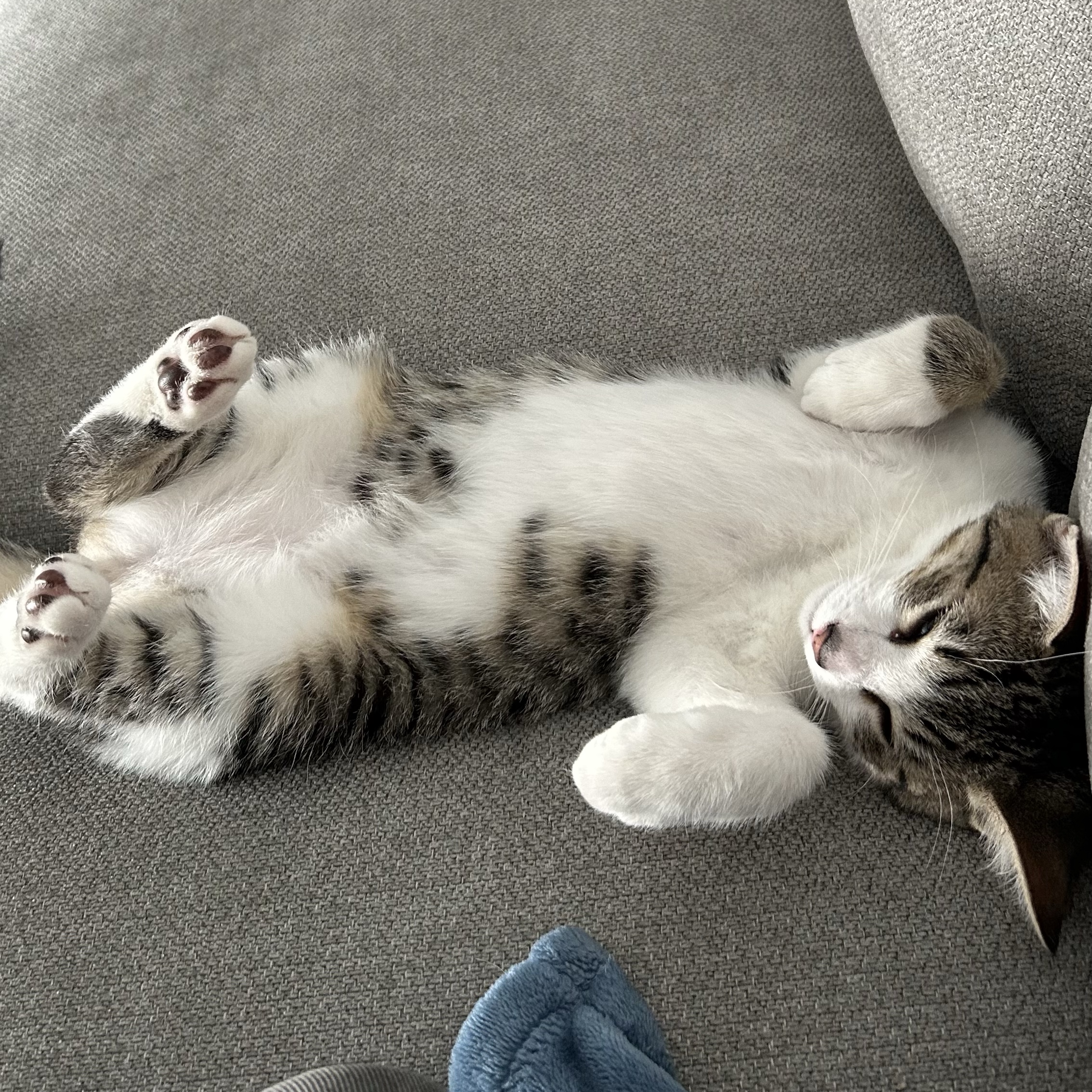 Wilson