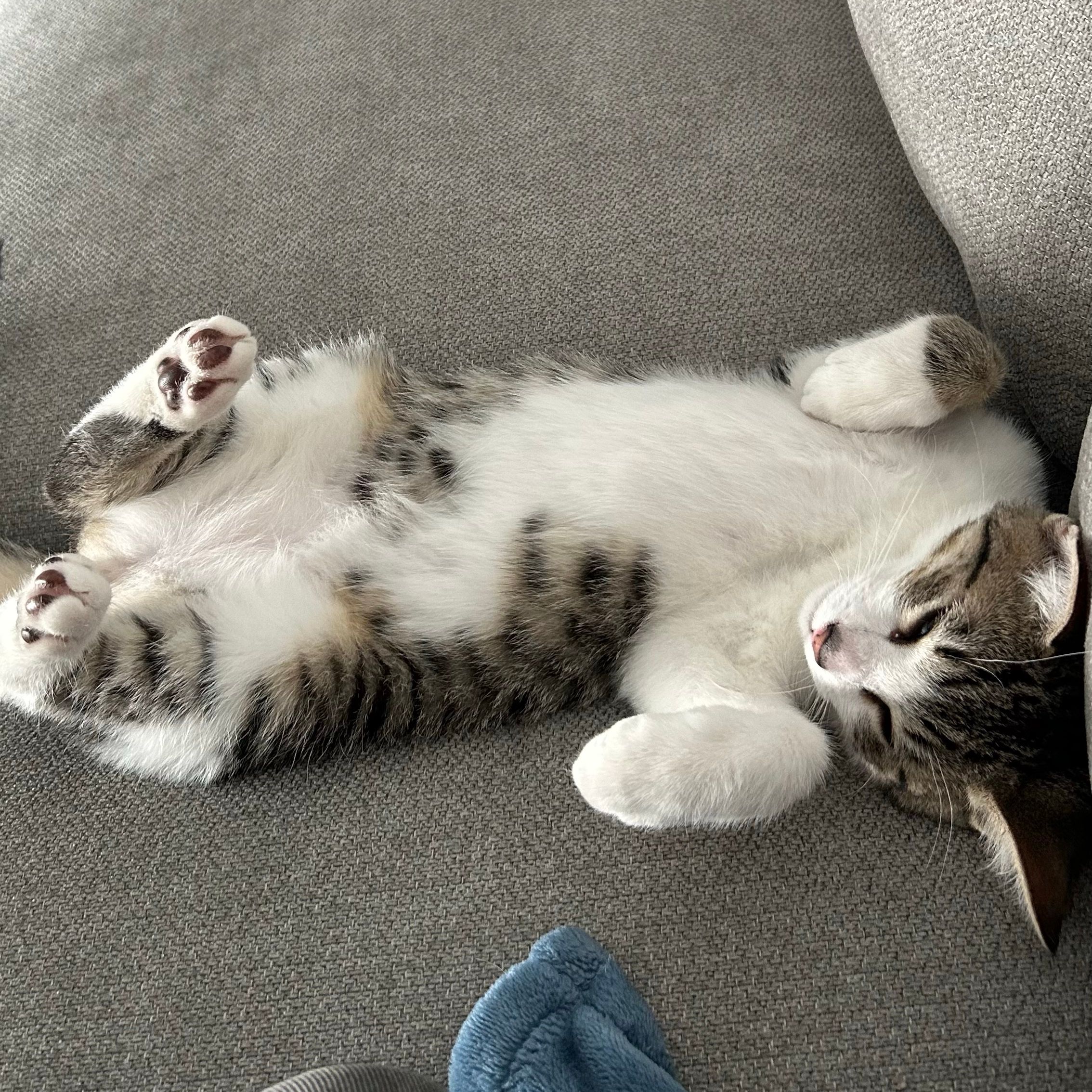 Wilson