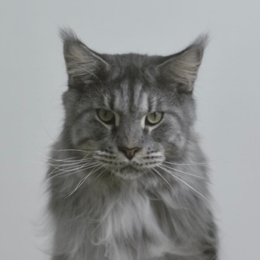 kumo Silvers