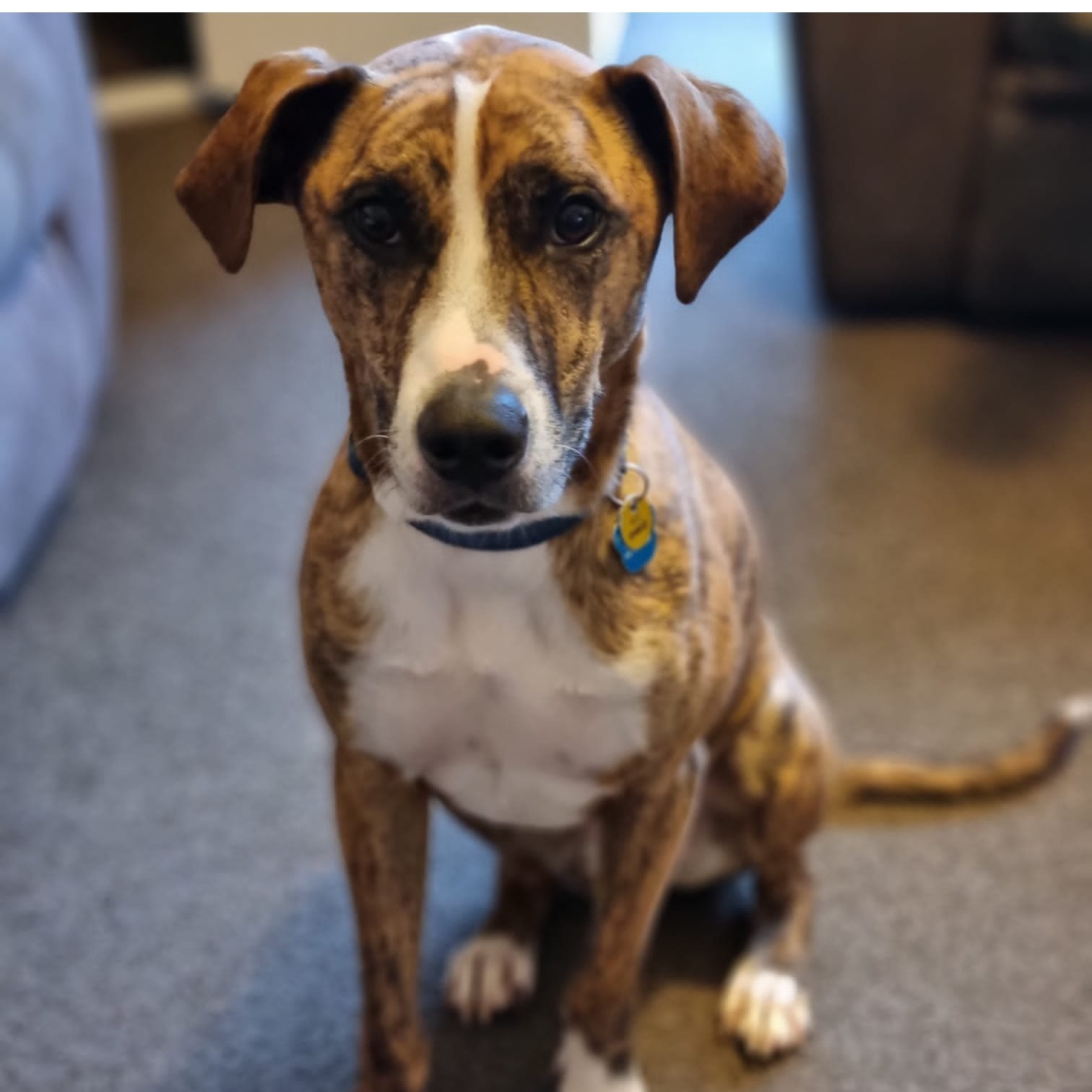 Dobby